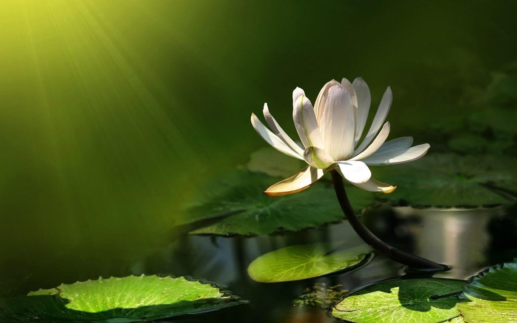 1680x1050 White Water Lily widescreen wallpaper. Wide, Desktop