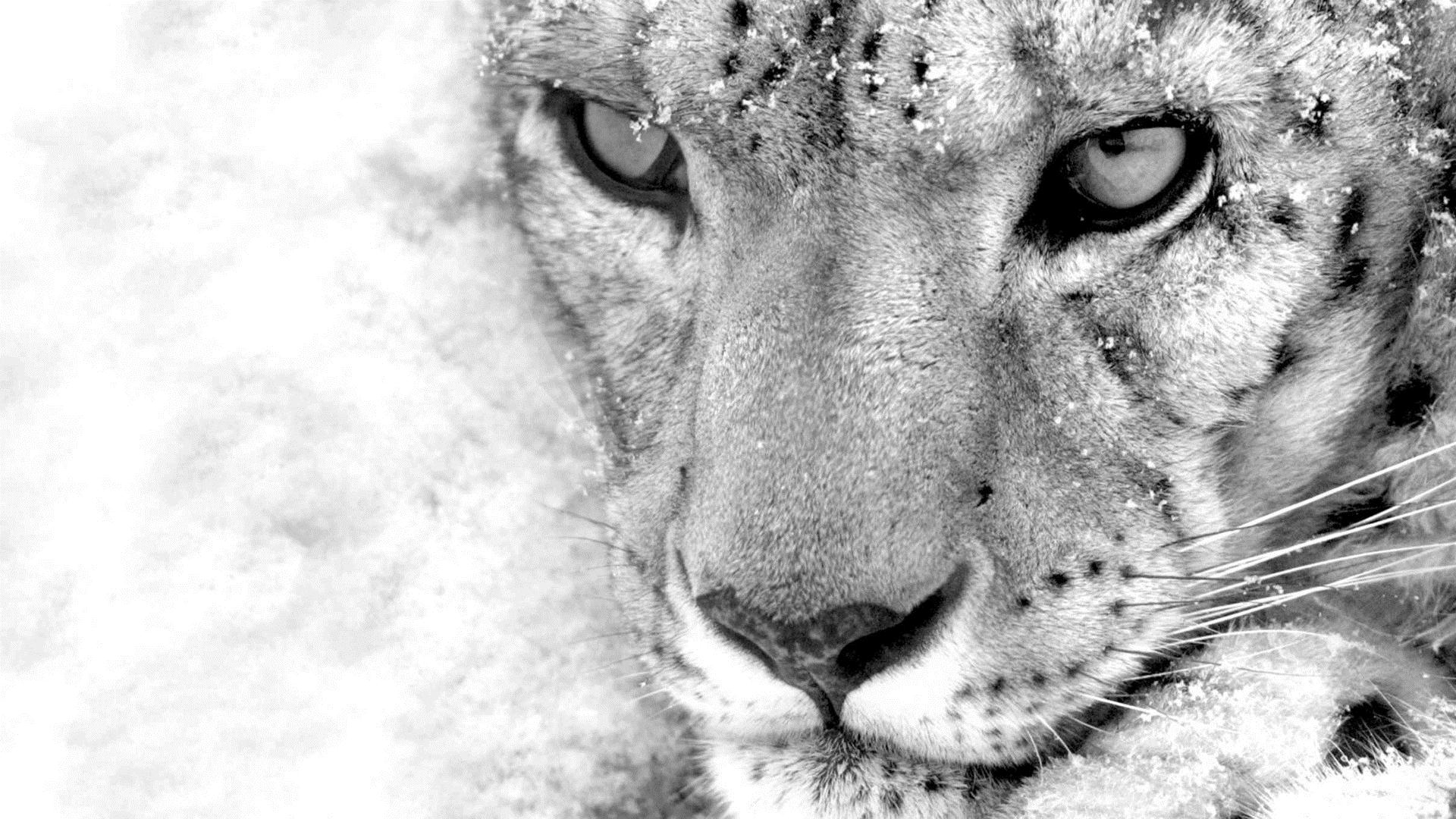 1920x1080 Snow Leopard Fanon Central, Desktop