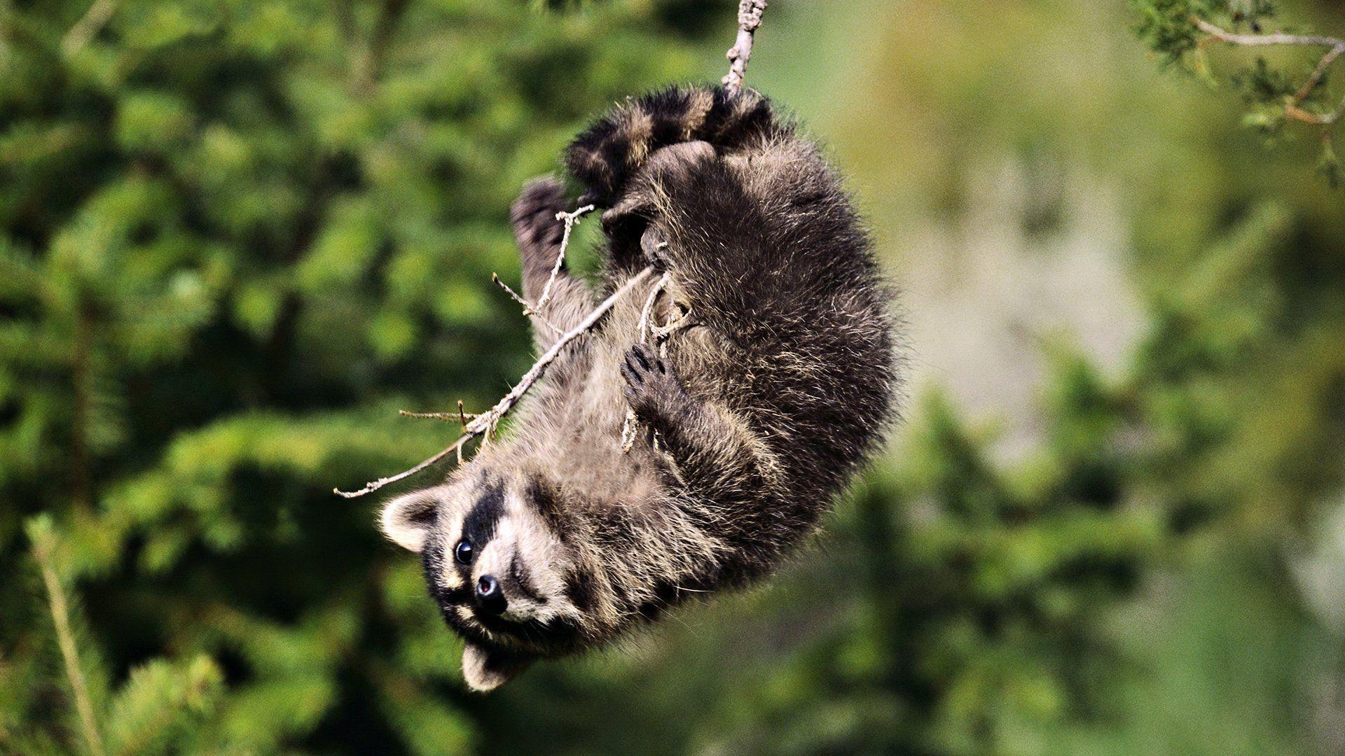 1920x1080 Raccoon HD Wallpaper, Desktop