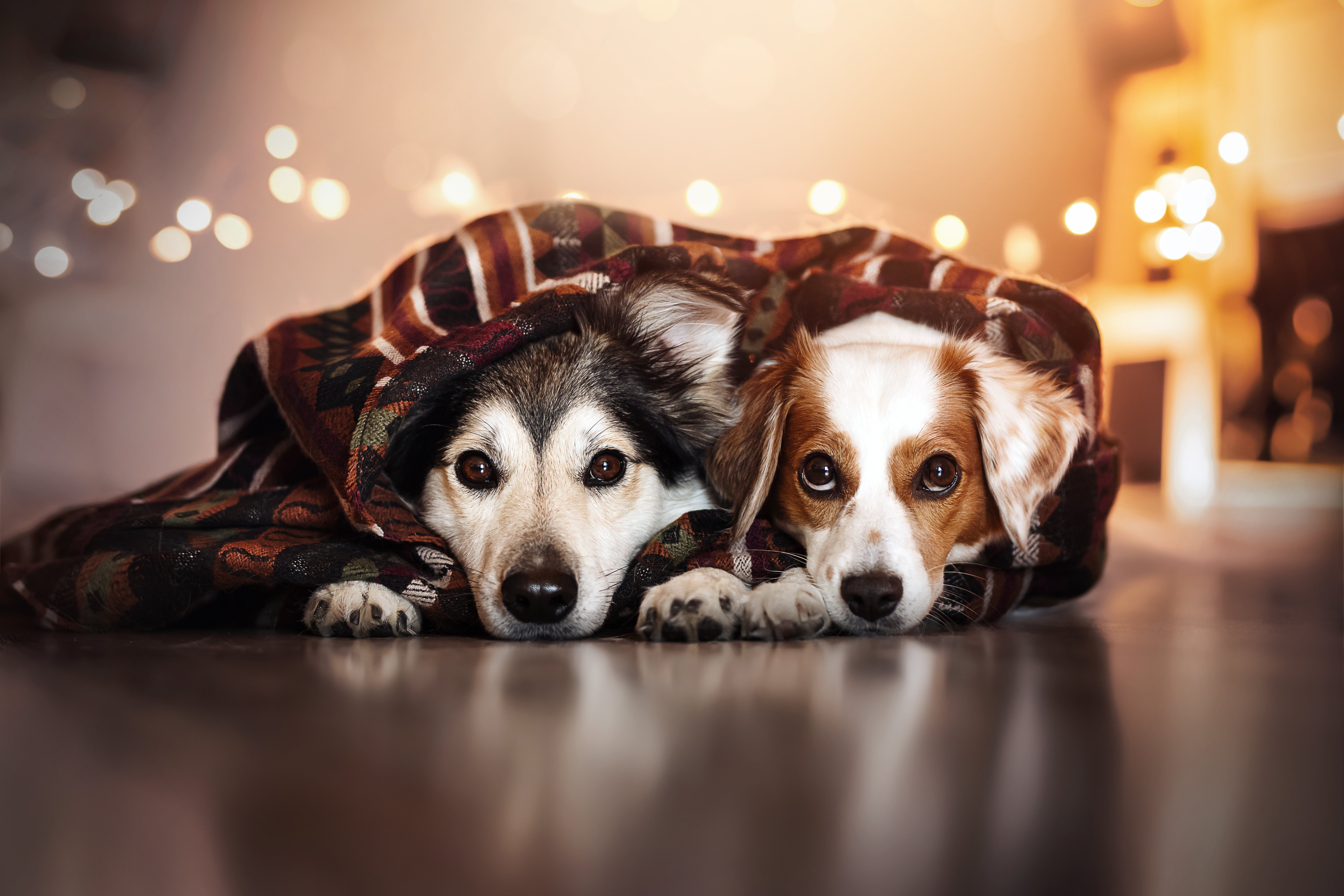 6150x4100 4K Dog Wallpaper and Background Image, Desktop