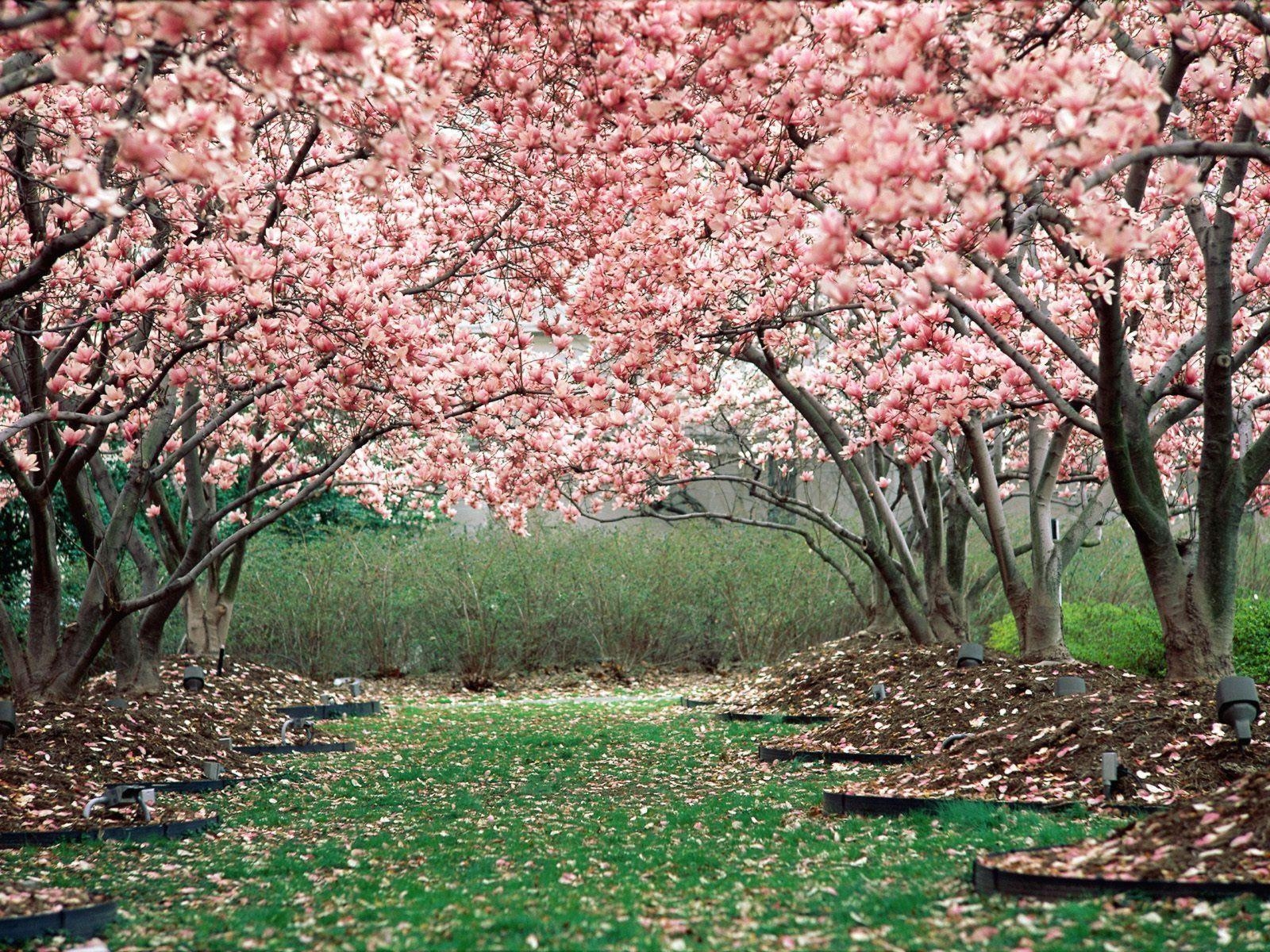 1600x1200 Pink Cherry Blossom Wallpaper Image featuring Flowers, Desktop