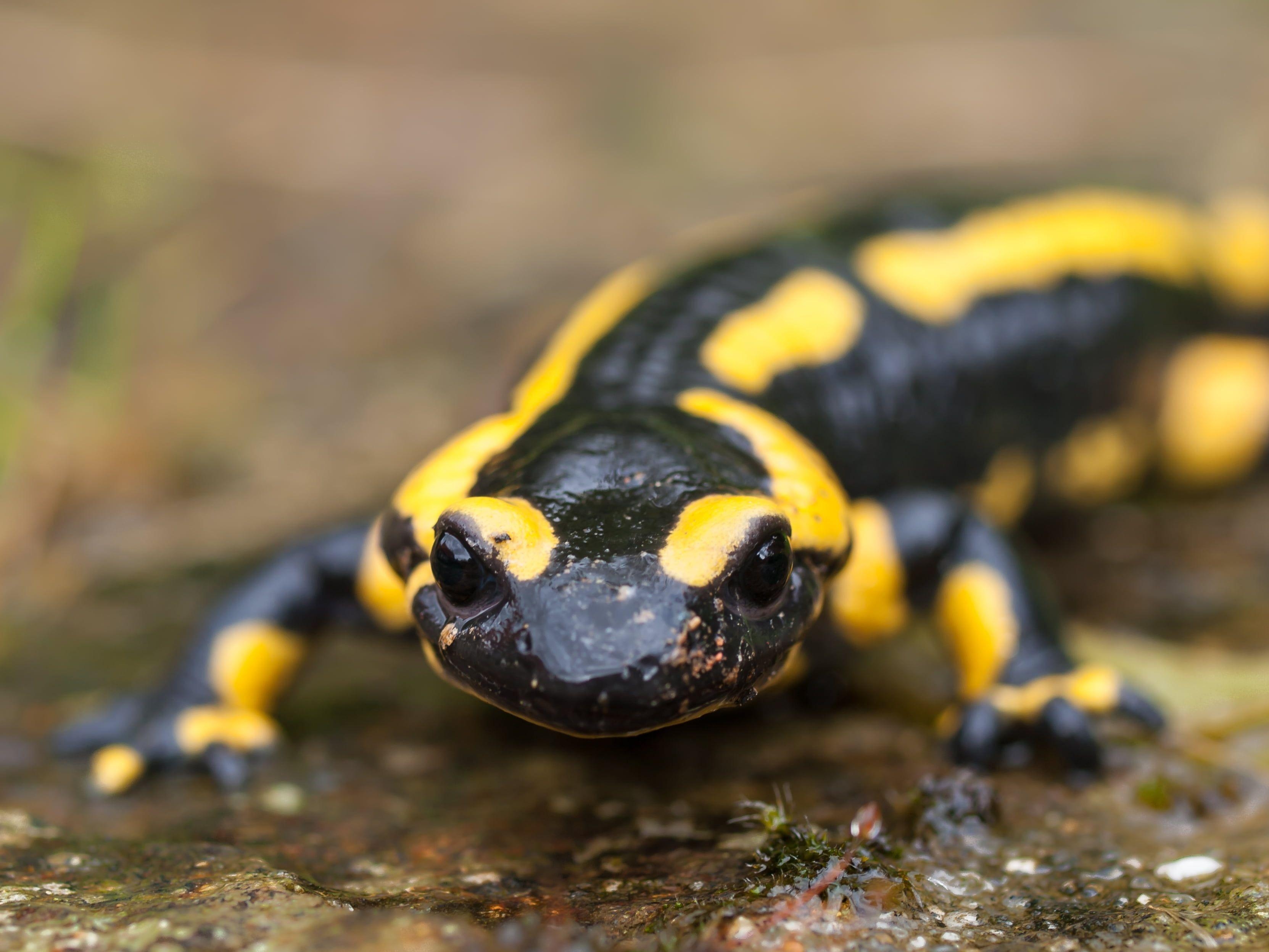 3330x2500 Black and yellow reptile, fire salamander HD wallpaper, Desktop