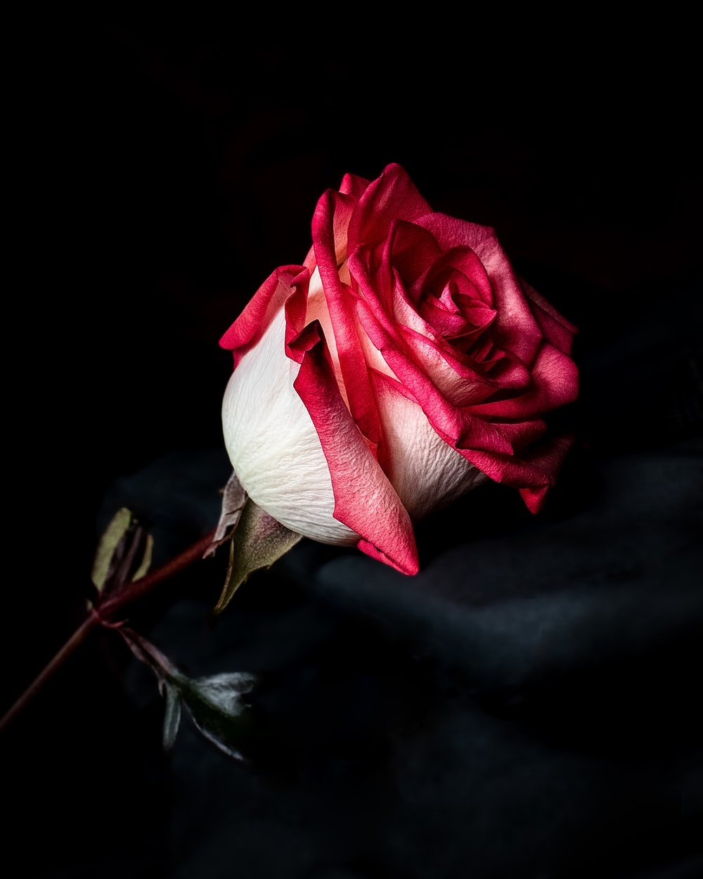 1000x1250 Red Rose Image [HQ]. Download Free Picture, Phone