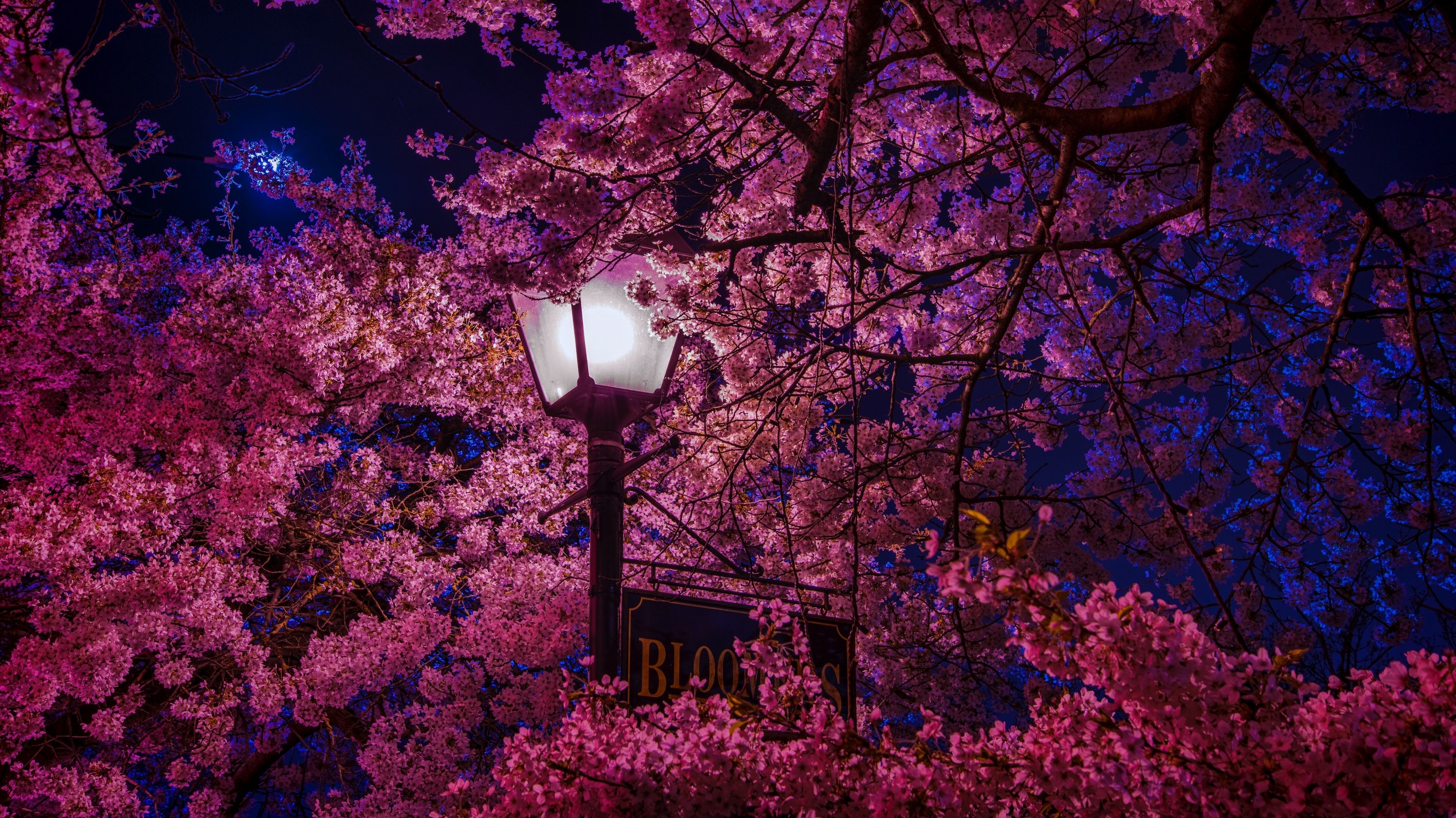 3840x2160 Sakura 4K Ultra HD Wallpaper Free Sakura 4K Ultra HD Background, Desktop