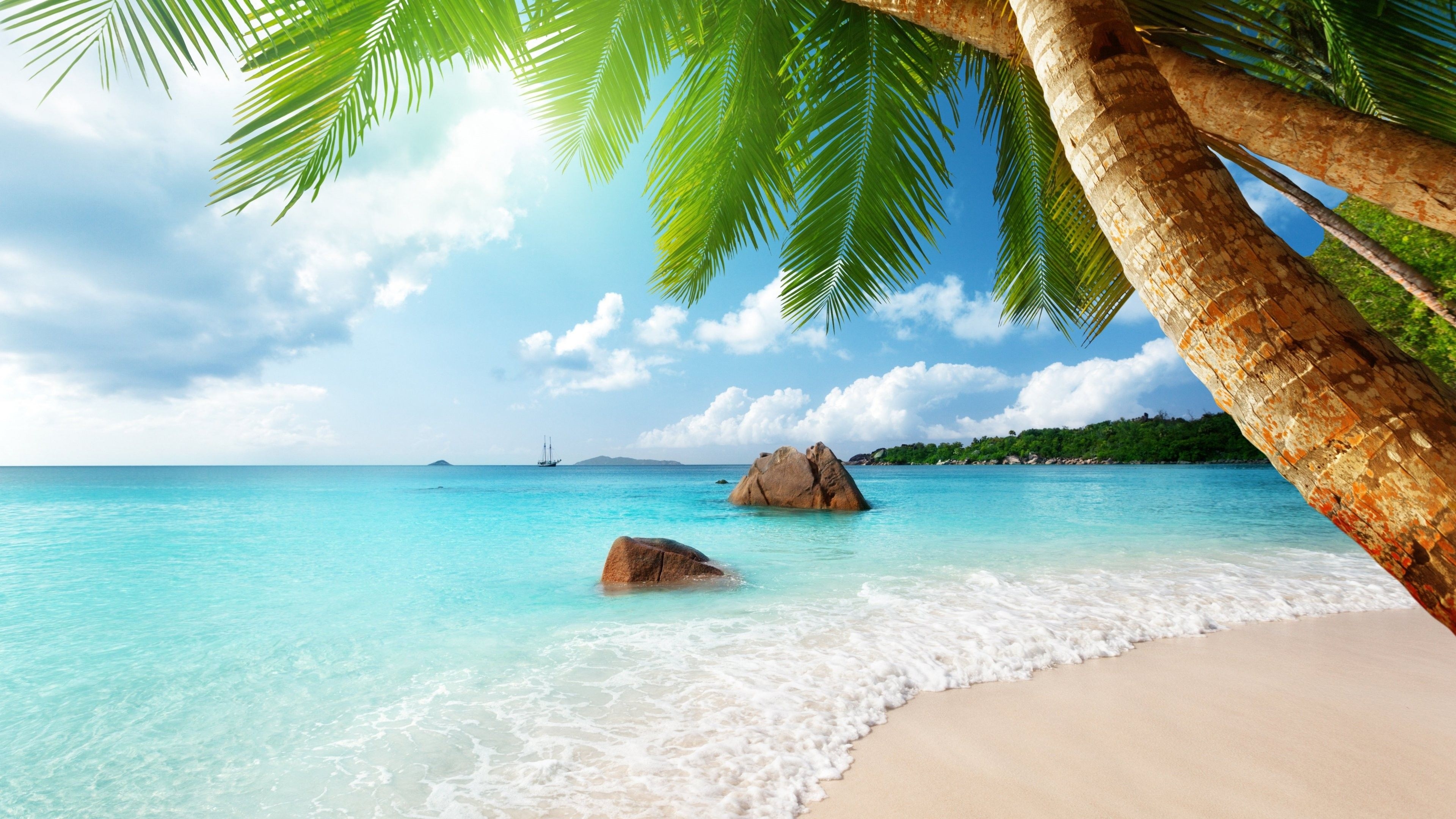 3840x2160 HD Wallpaper for theme: palm. ocean, Desktop