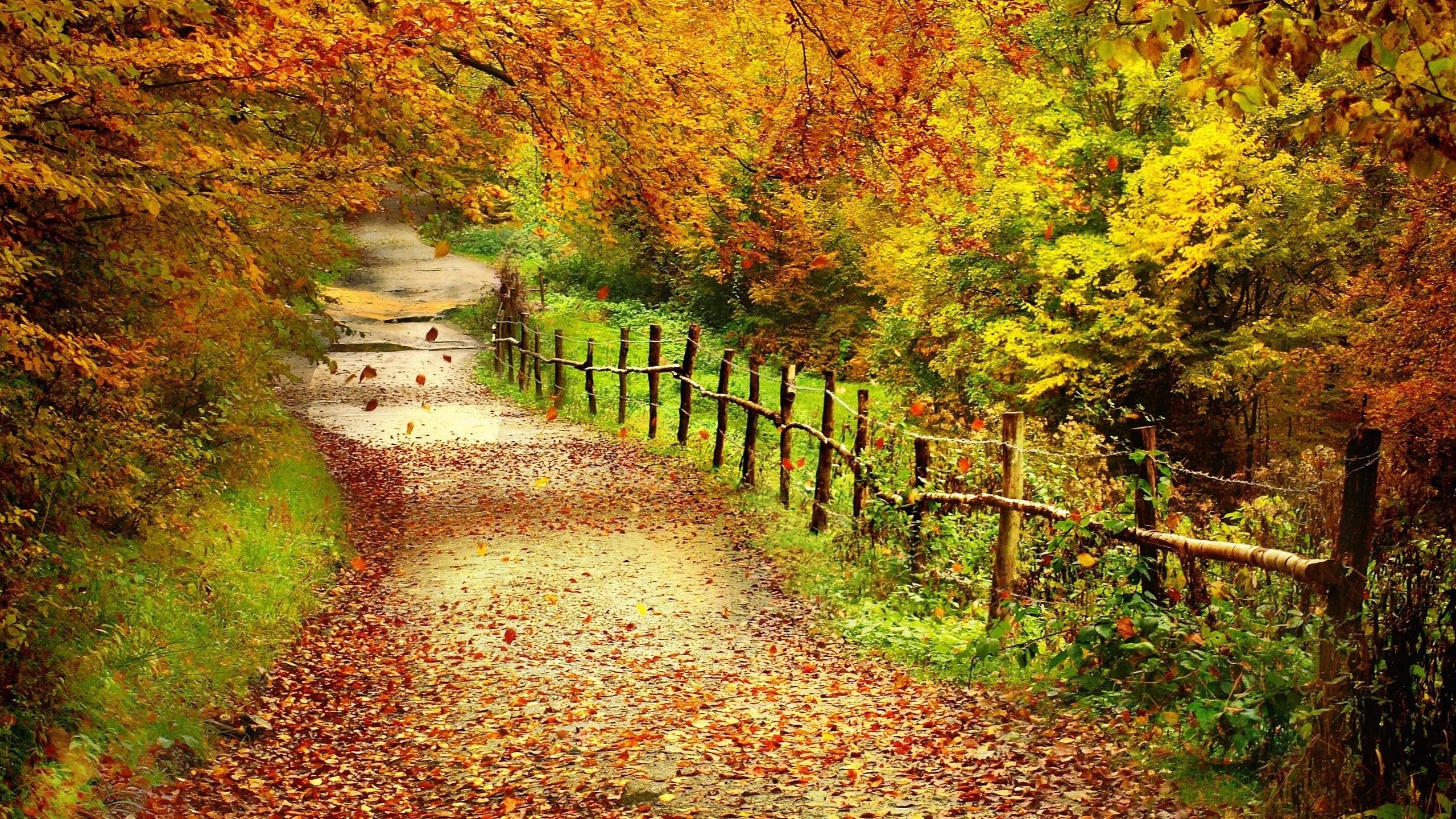 2560x1440 Wallpaper Beautiful autumn scenery, trees, yellow leaves, path, Desktop