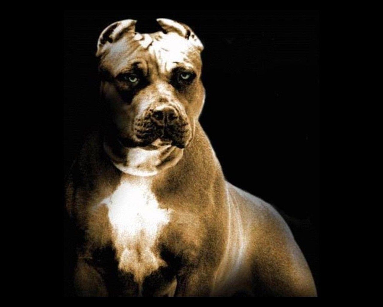 1280x1030 American Pit Bull Terrier Wallpaper HD Image, All Dog Breed, Desktop