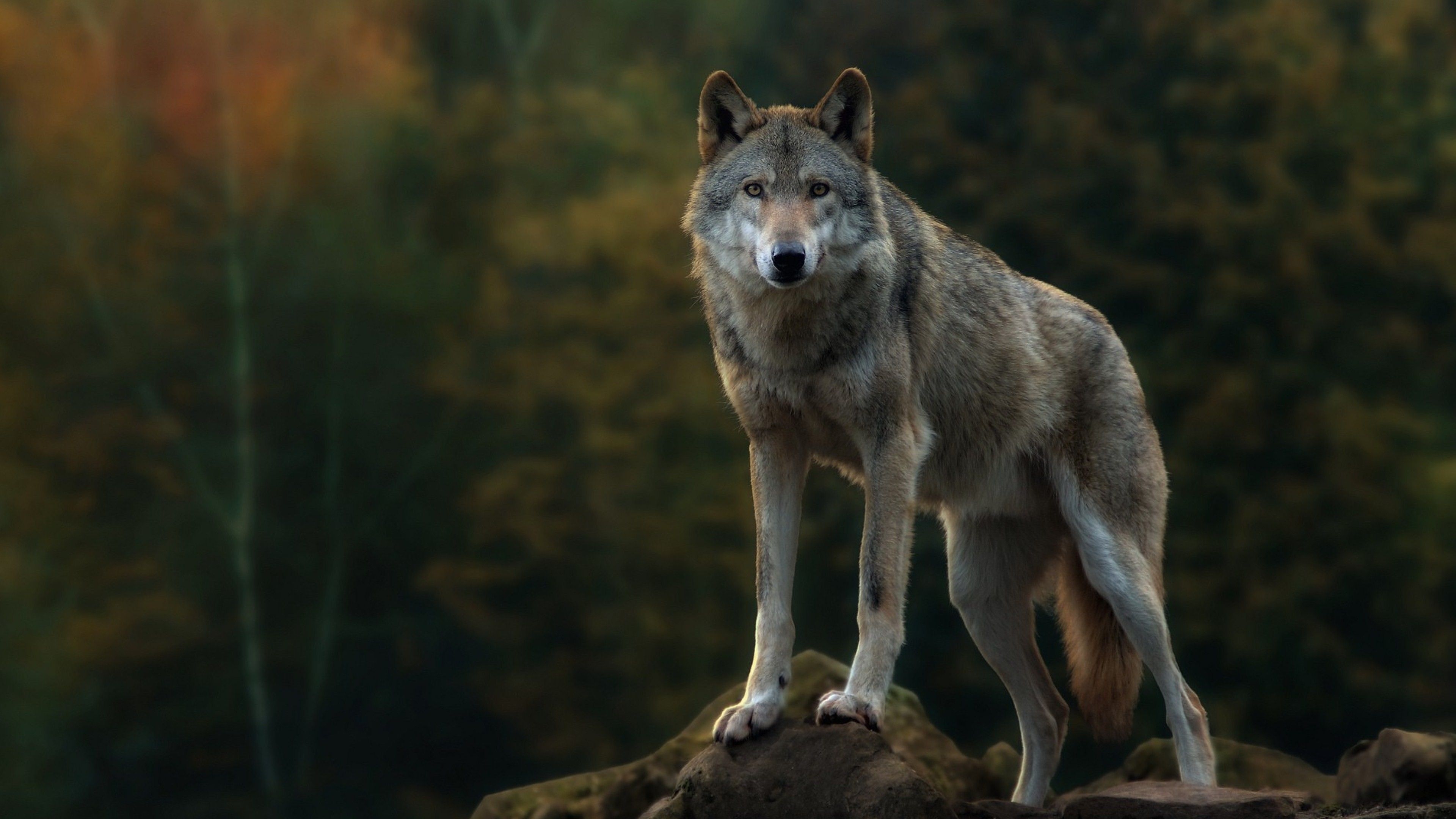 3840x2160 Wolf Wallpaper 42862, Desktop