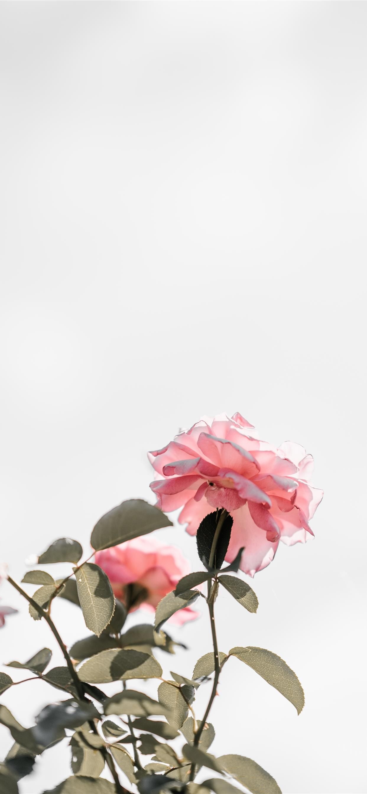 1250x2690 Pink roses with blank space light iPhone X Wallpaper Free Download, Phone