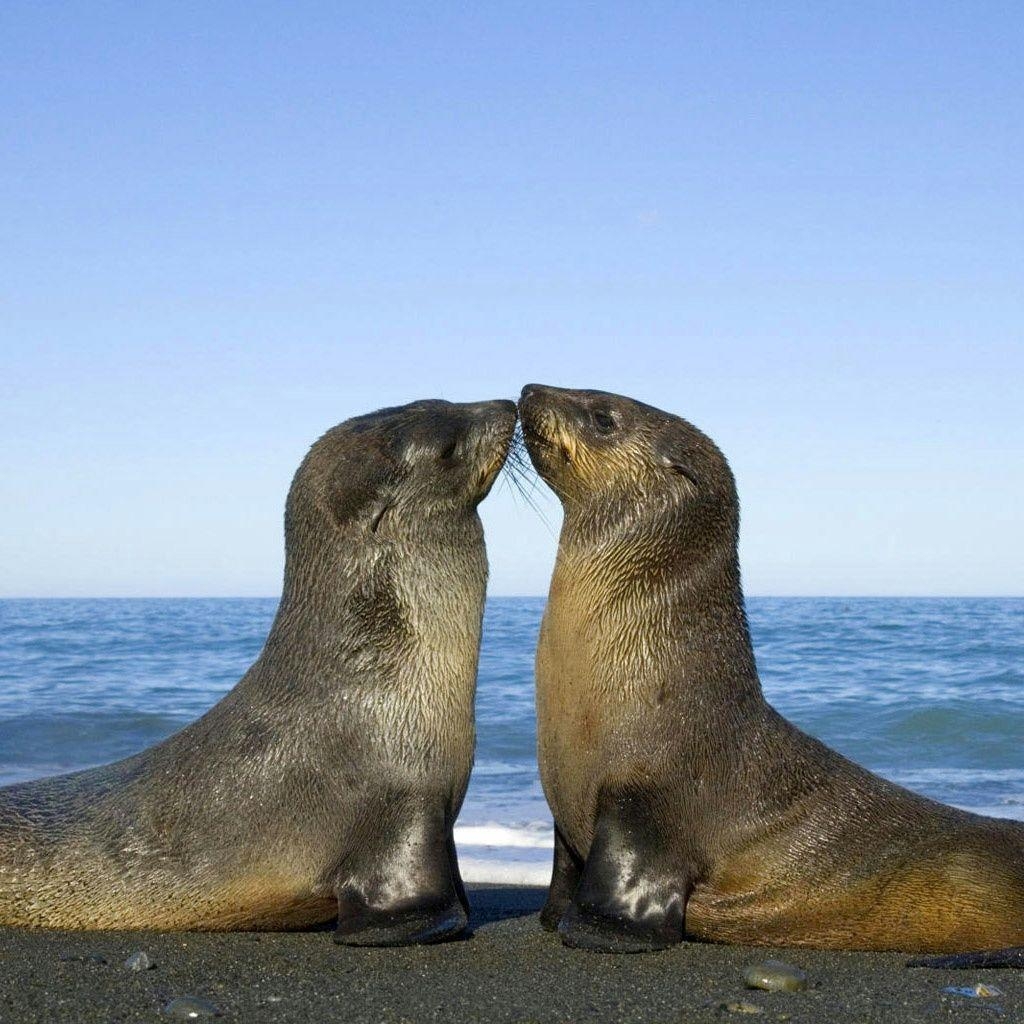 1030x1030 Sea Lion HD Wallpaper, Phone