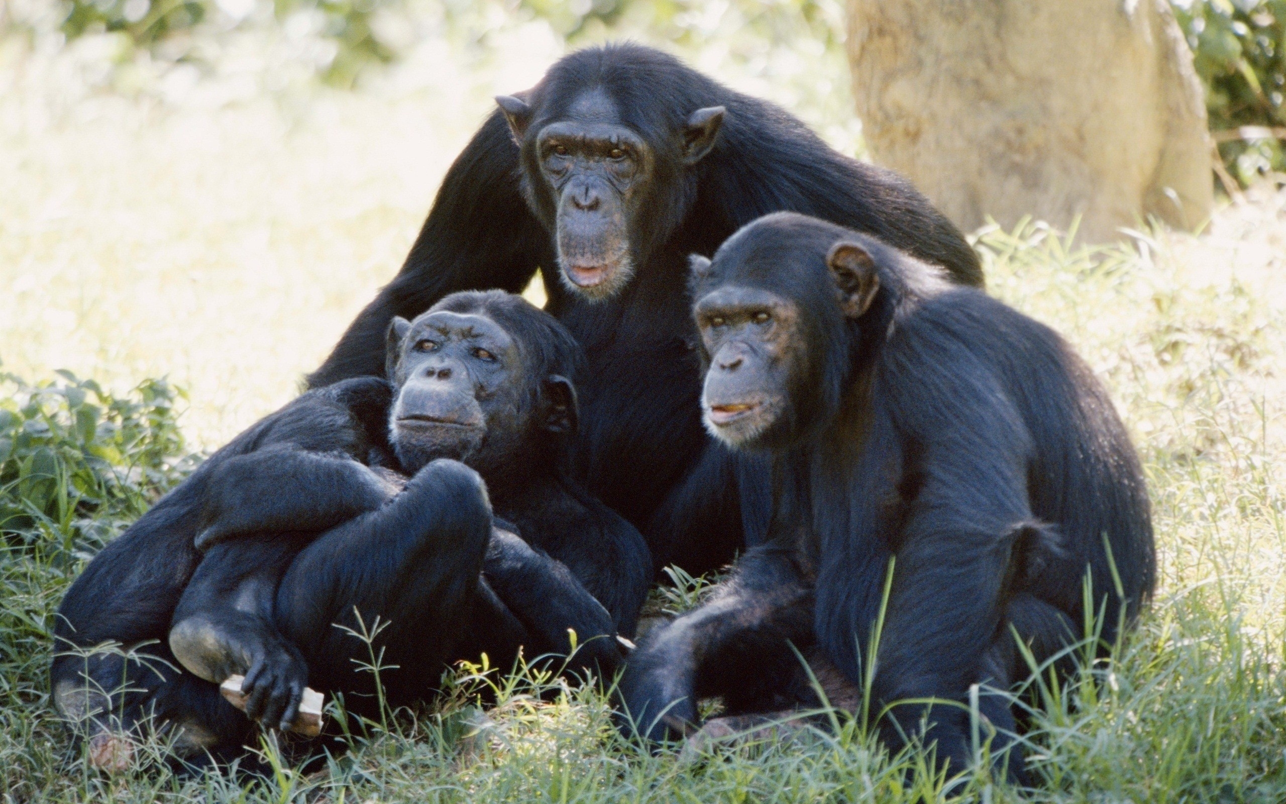 2560x1600 HD Chimpanzee Family Wallpaper, Desktop