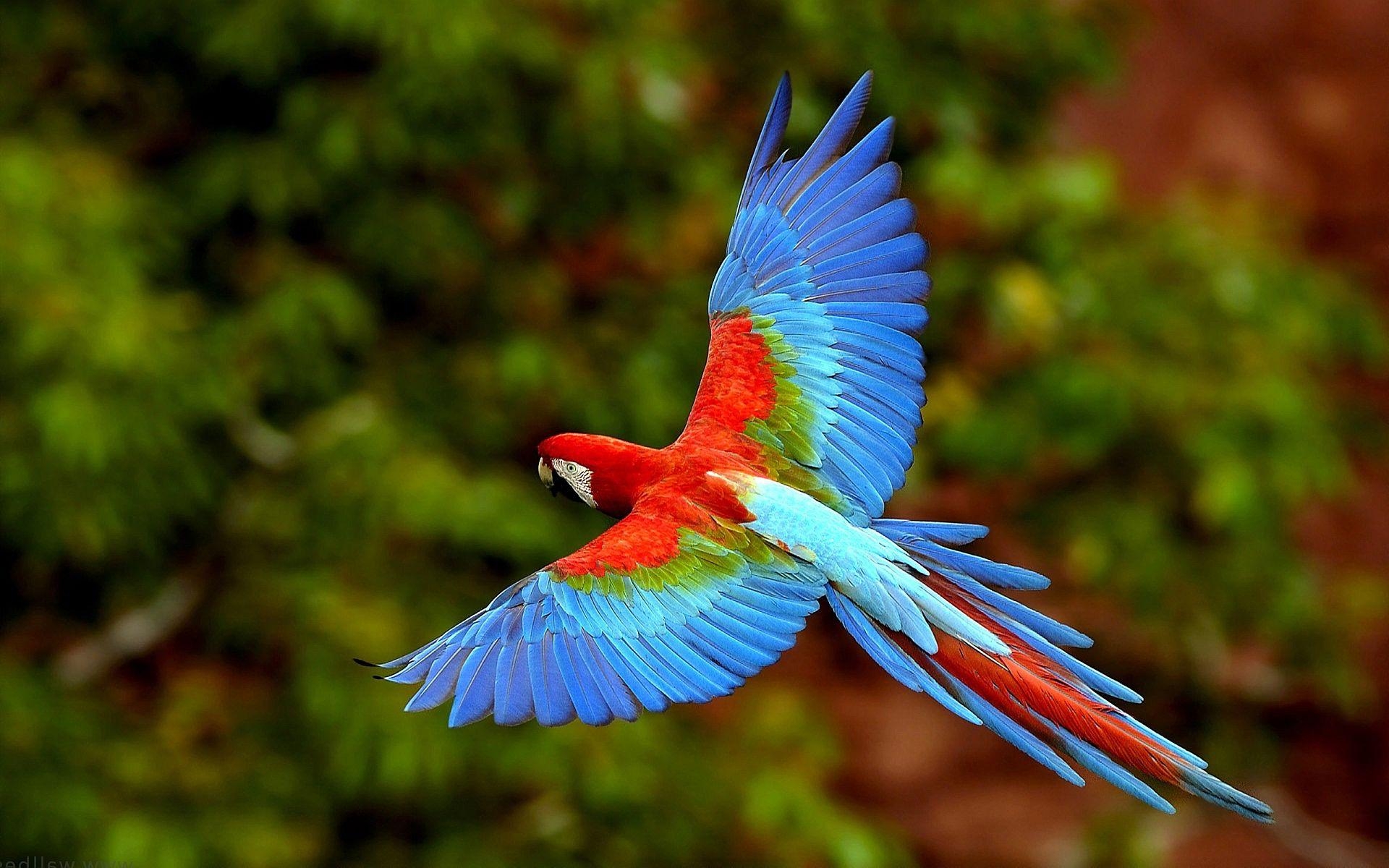 1920x1200 Flying Macaw. Flying parrot Wallpaper Picture Photo Image, Desktop