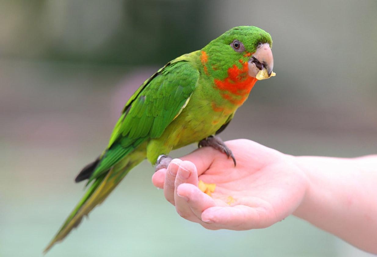 1240x850 Free wallpaper Red throated parakeet bird, Desktop