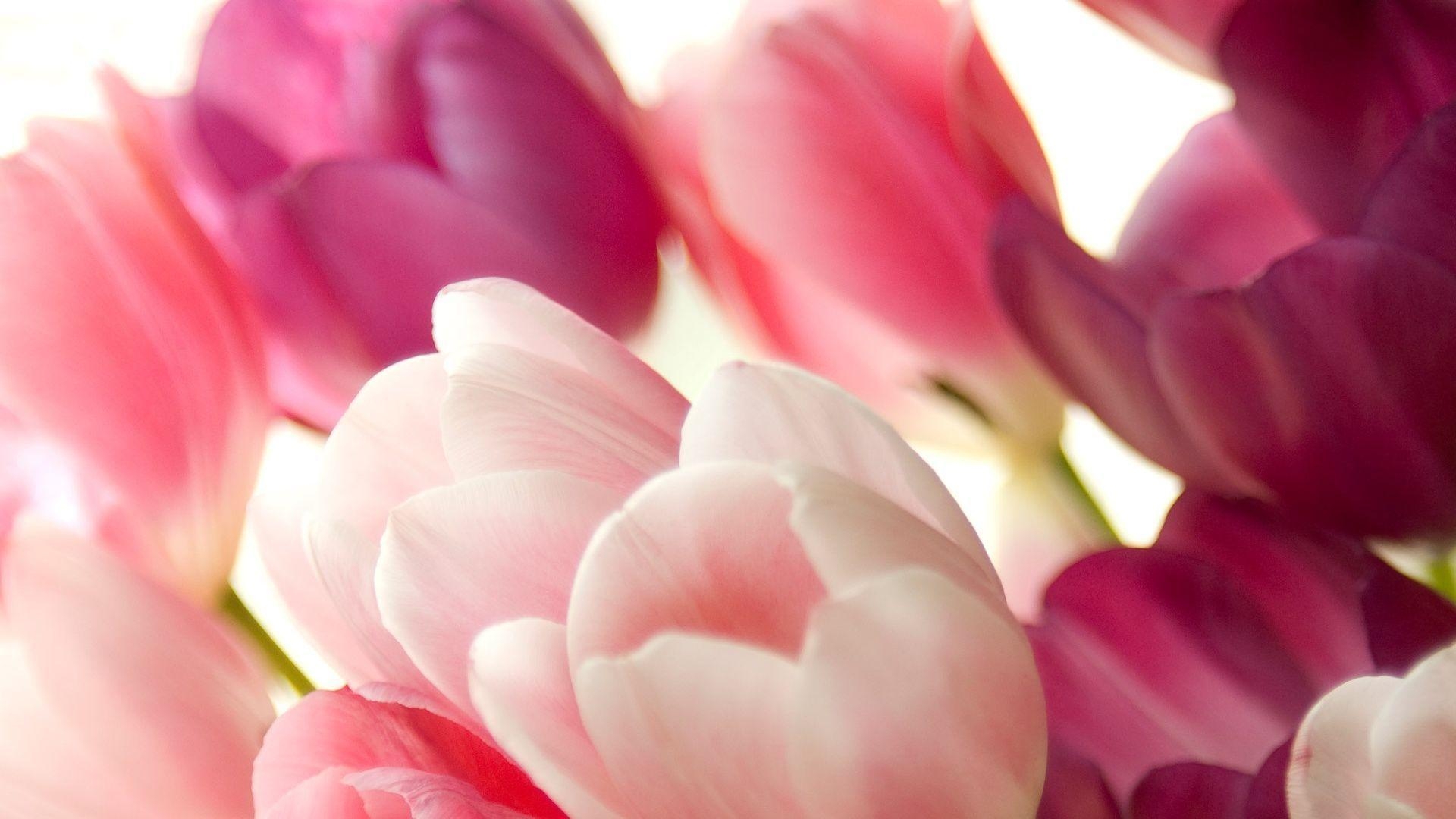 1920x1080 Bouquet of pink tulips macro Wallpaperx1080 resolution, Desktop