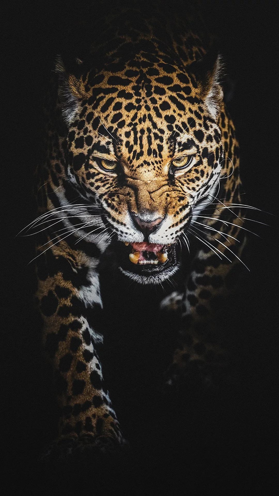 1080x1920 Animal Print iPhone Wallpaper, Phone