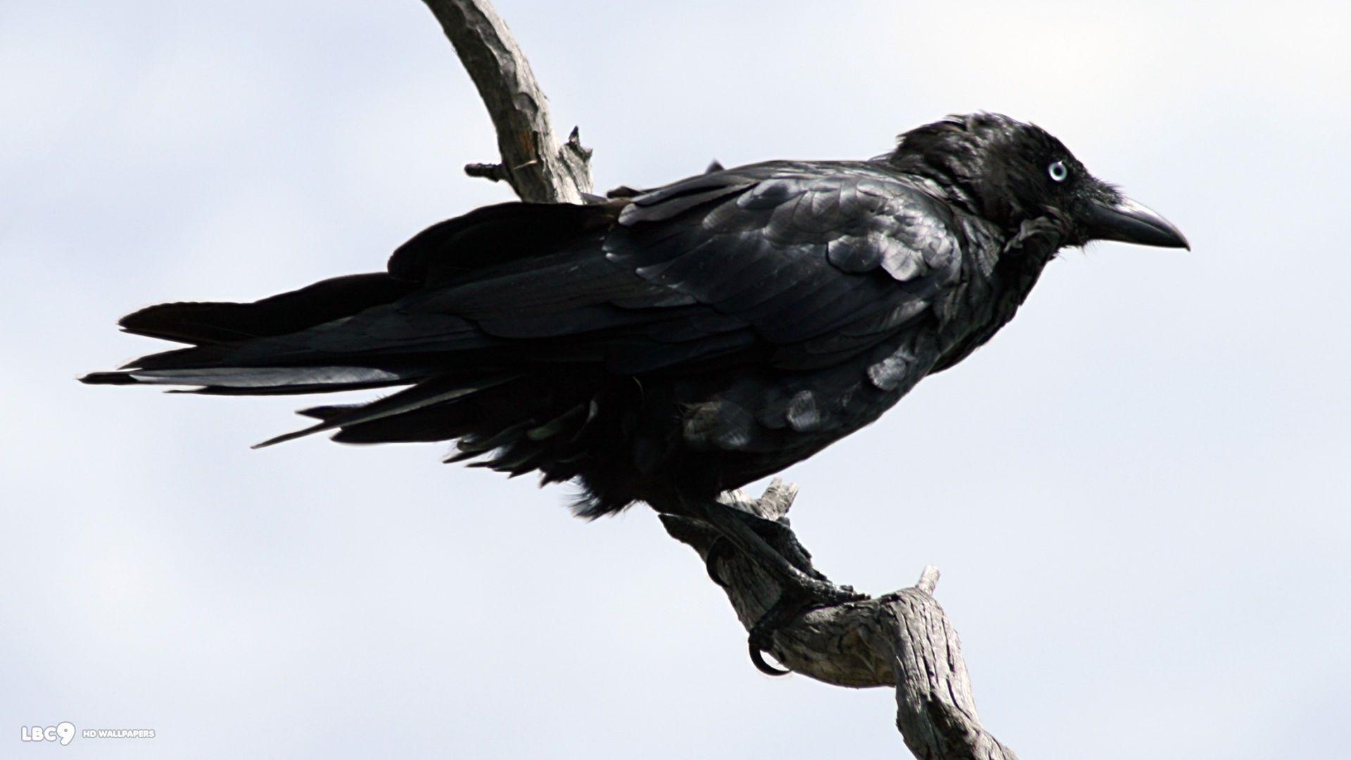 1920x1080 Raven Wallpaper 2 39. Birds HD Background, Desktop