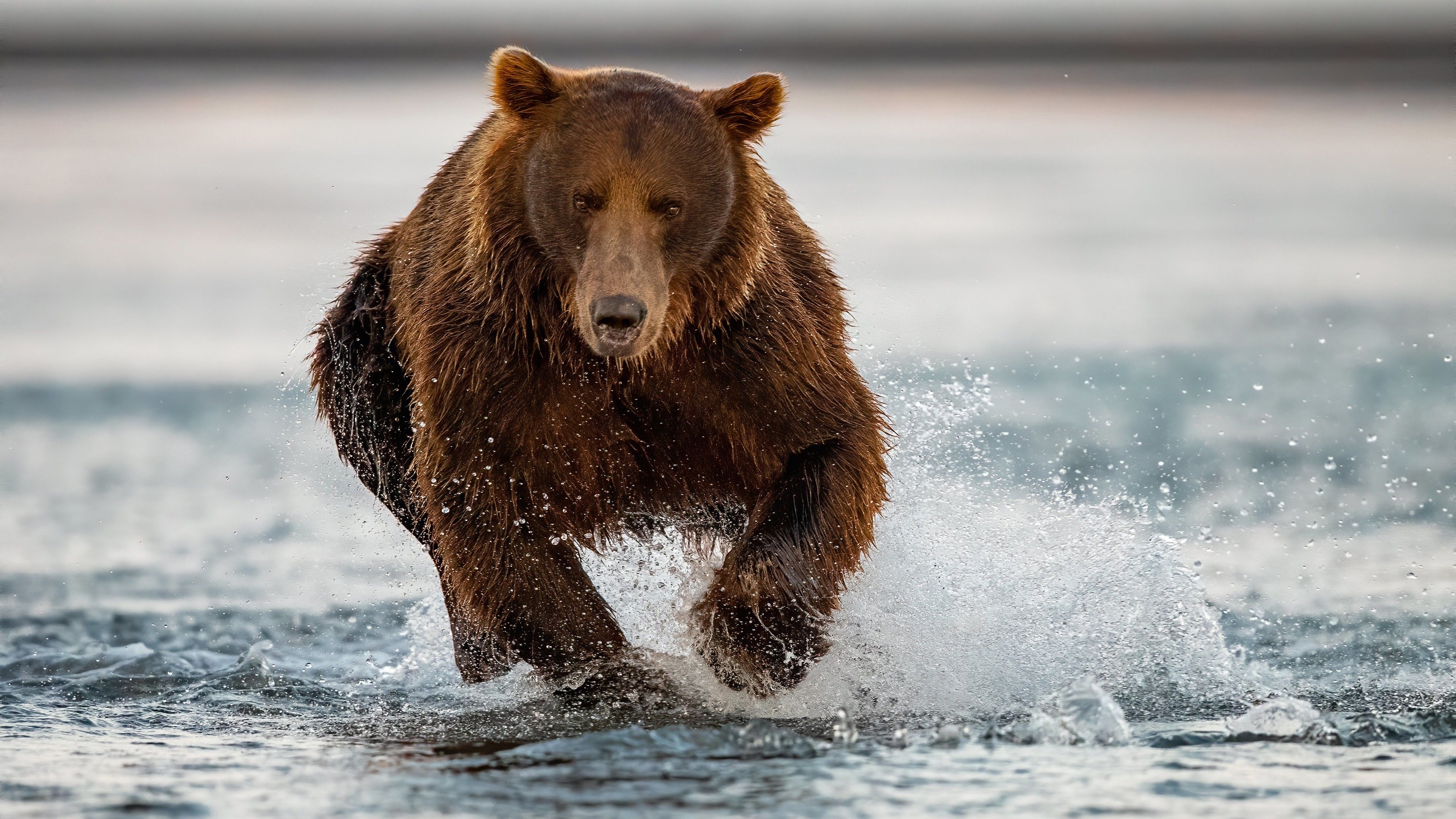 3840x2160 Bear Is Running On Water 4K HD Animals Wallpaper, Desktop