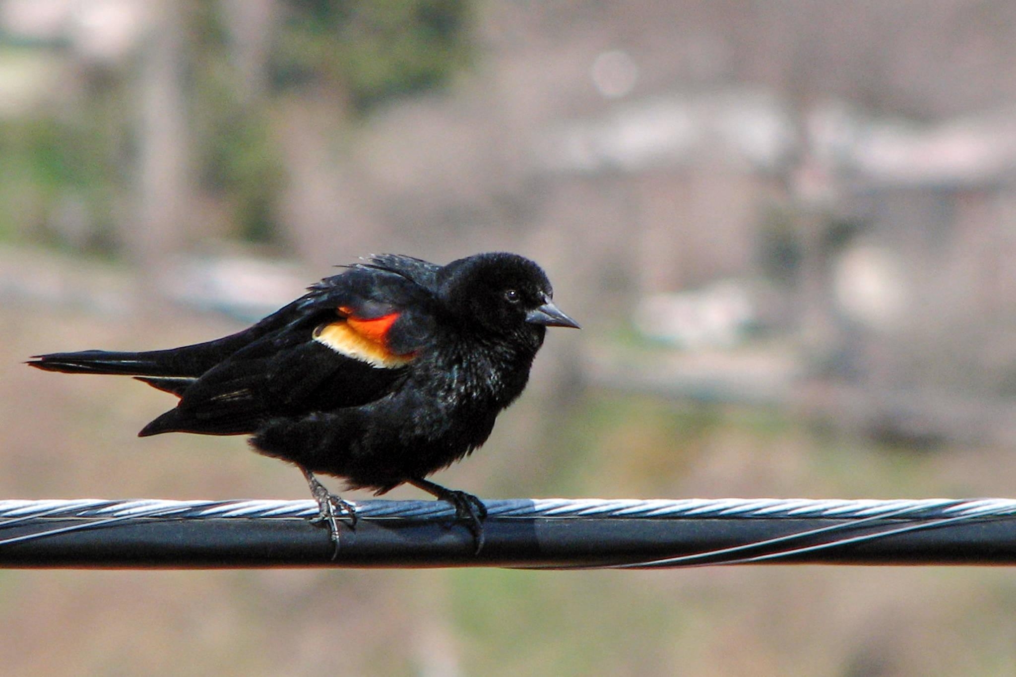 2050x1370 A Red Winged Blackbird Is Terrorizing A Toronto Neighbourhood, Desktop