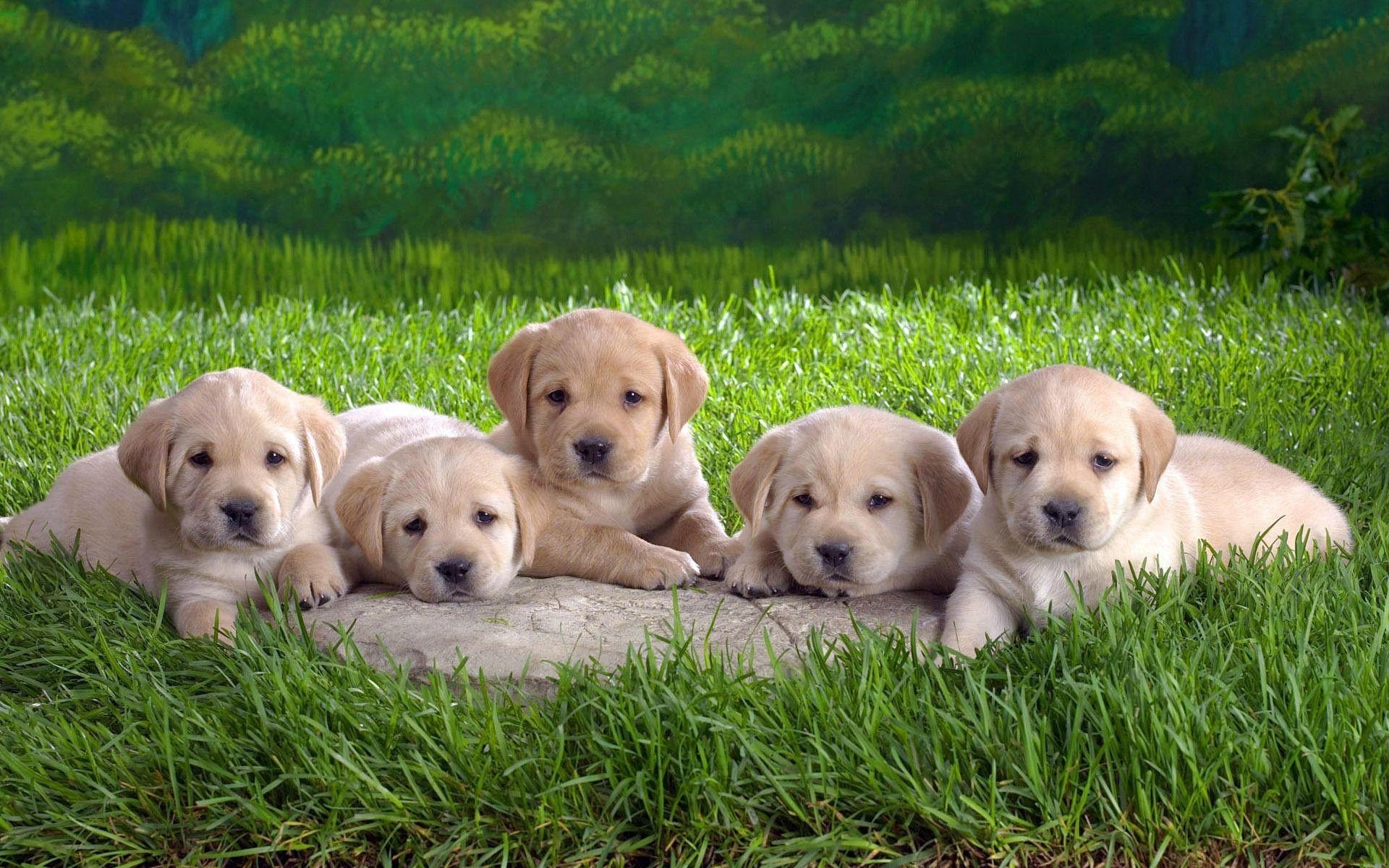 1920x1200 Most Downloaded Labrador Wallpaper Full HD, Desktop