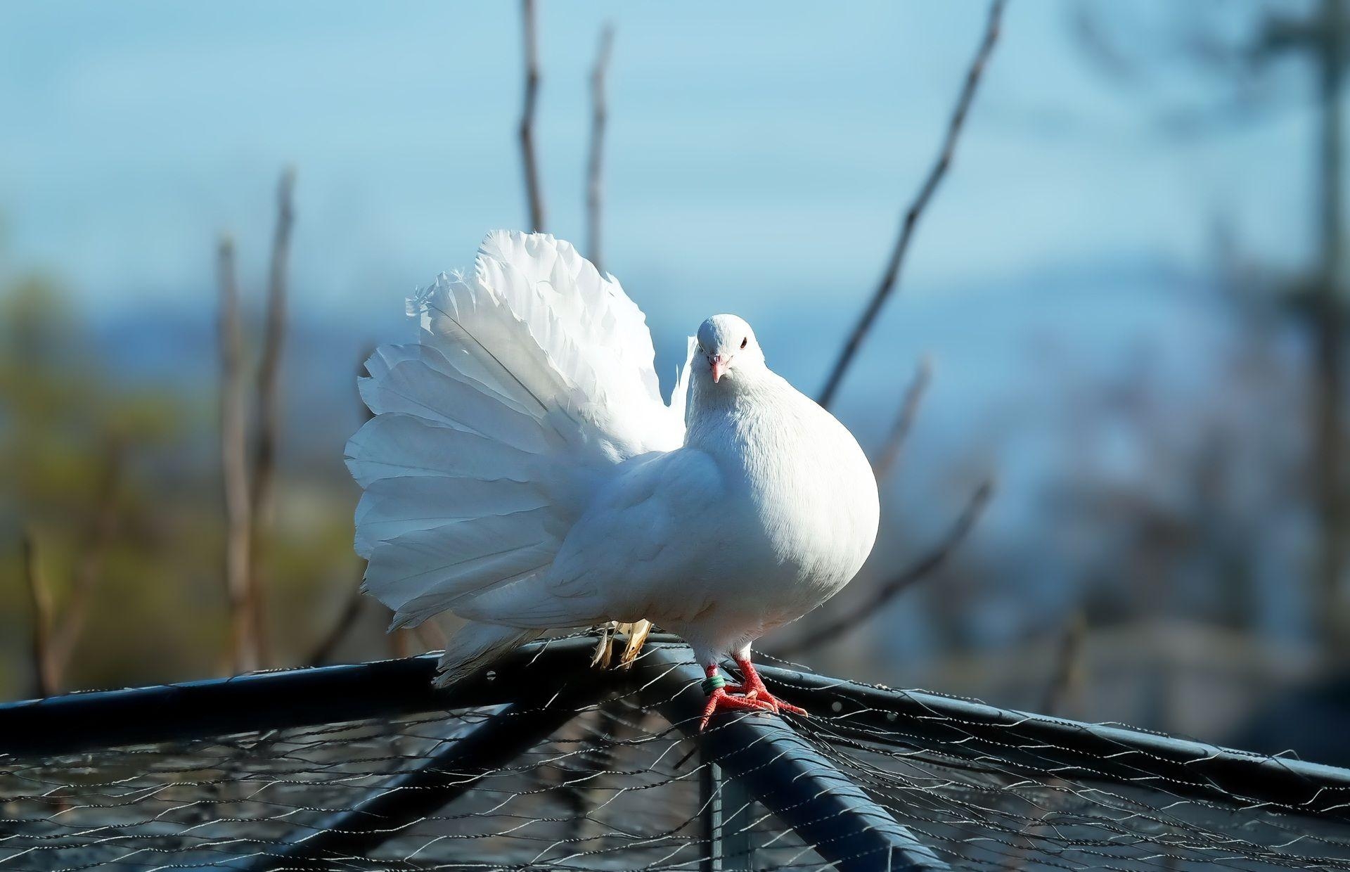 1920x1240 Beautiful White Pigeon Wallpaper to Download for Free, Desktop