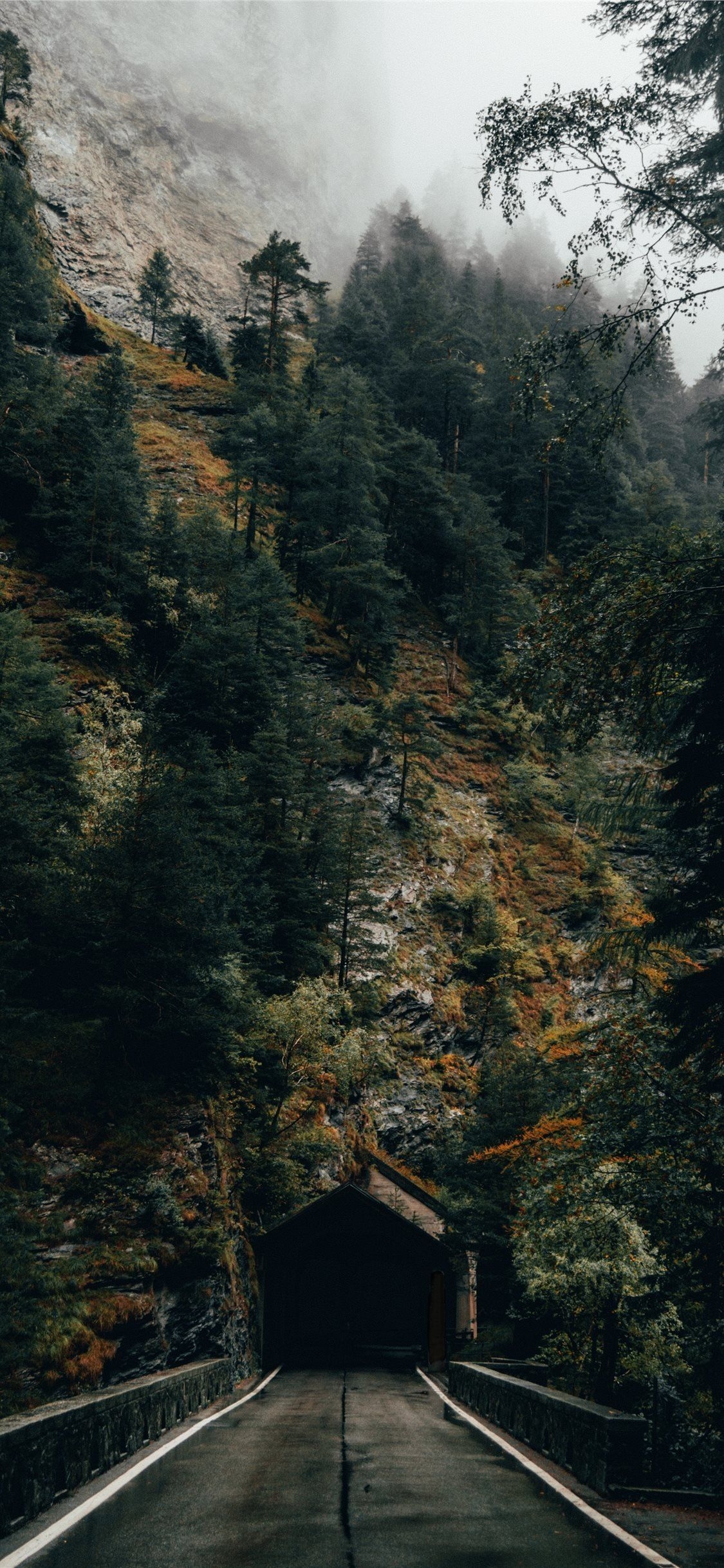 1130x2440 iPhone 11 Wallpaper 4k Forest, Phone