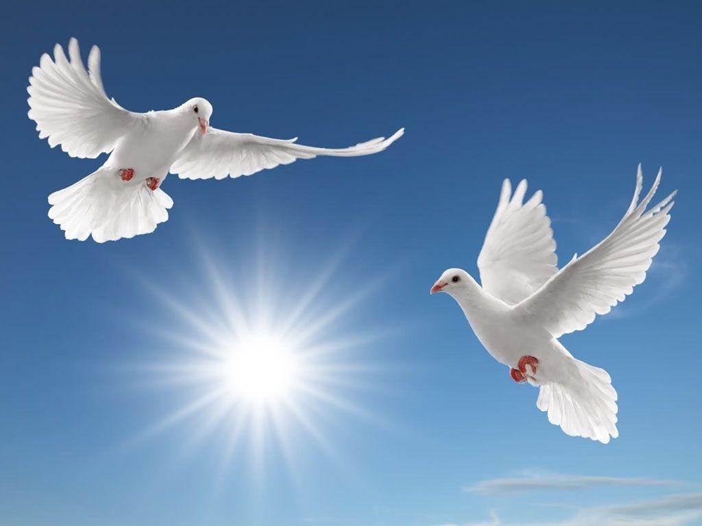 1030x770 Peace Dove Wallpaper 14 X 768, Desktop