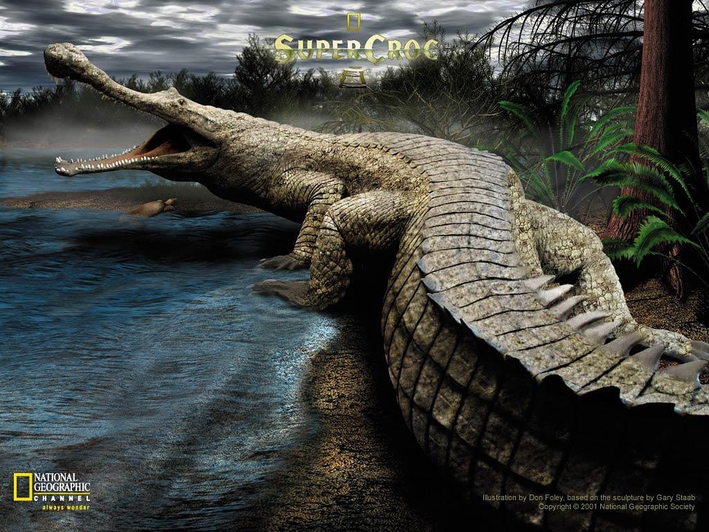 1030x770 Crocodile Wallpaper and background, Desktop