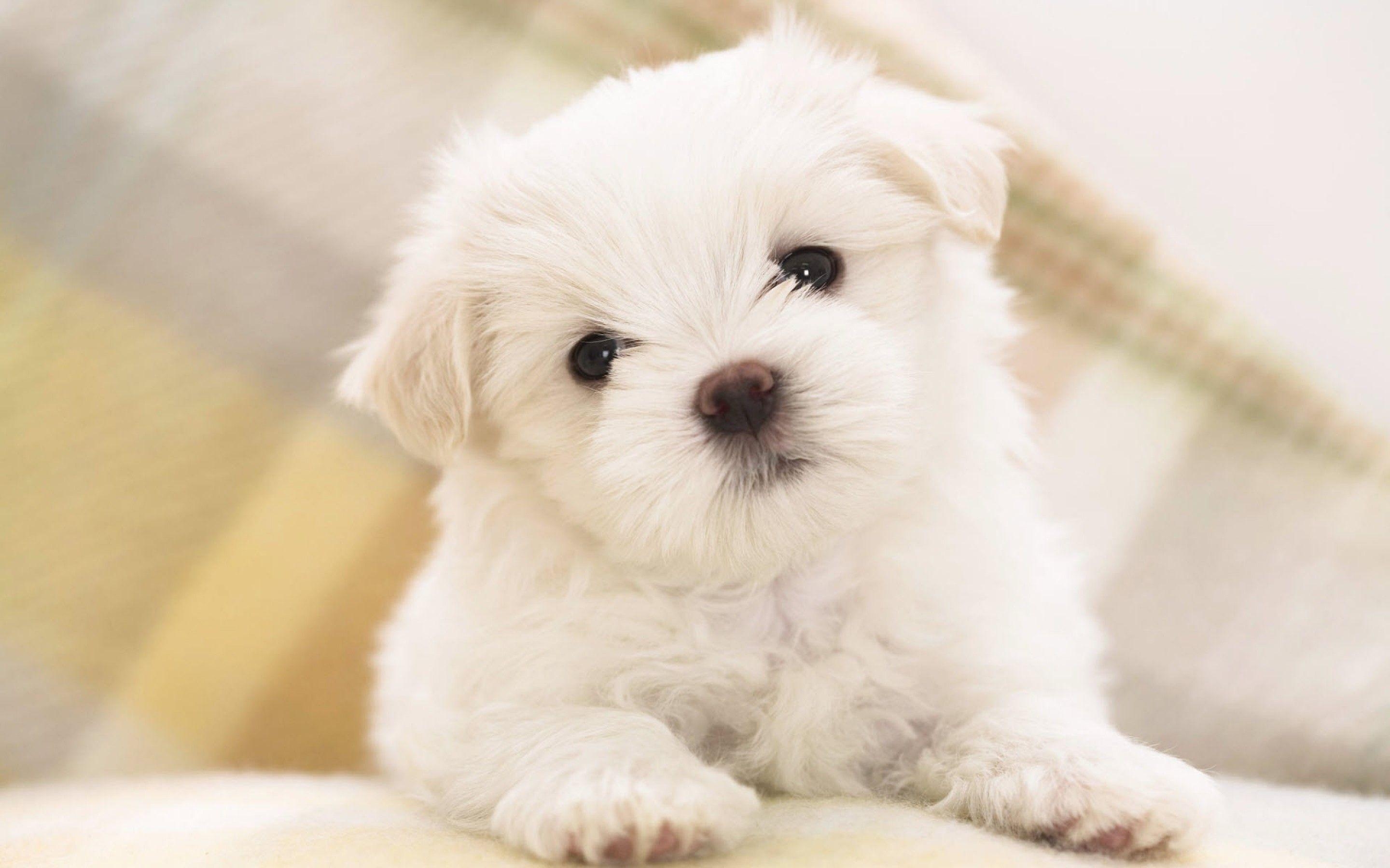 2880x1800 puppies wallpaper, Desktop