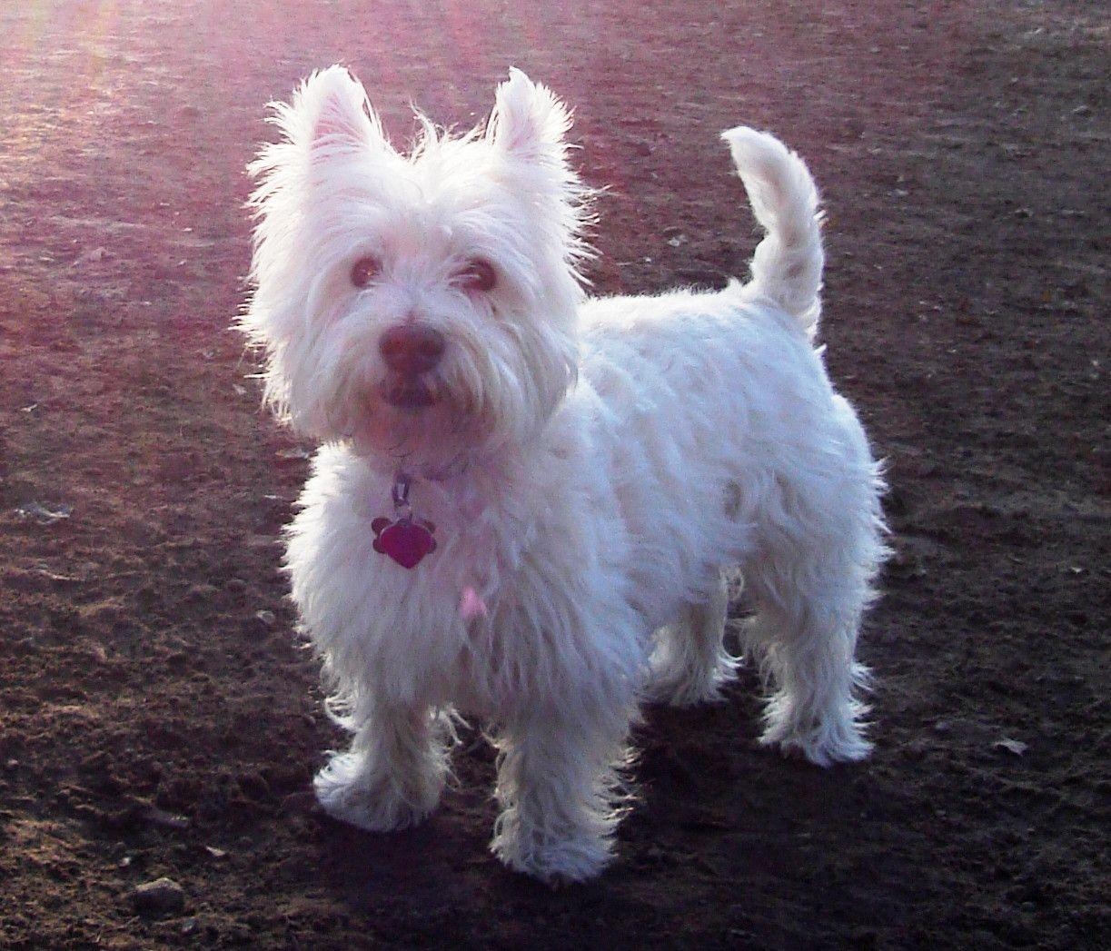 1230x1050 Westie Pics 125607 High Definition Wallpaper. Suwall, Desktop