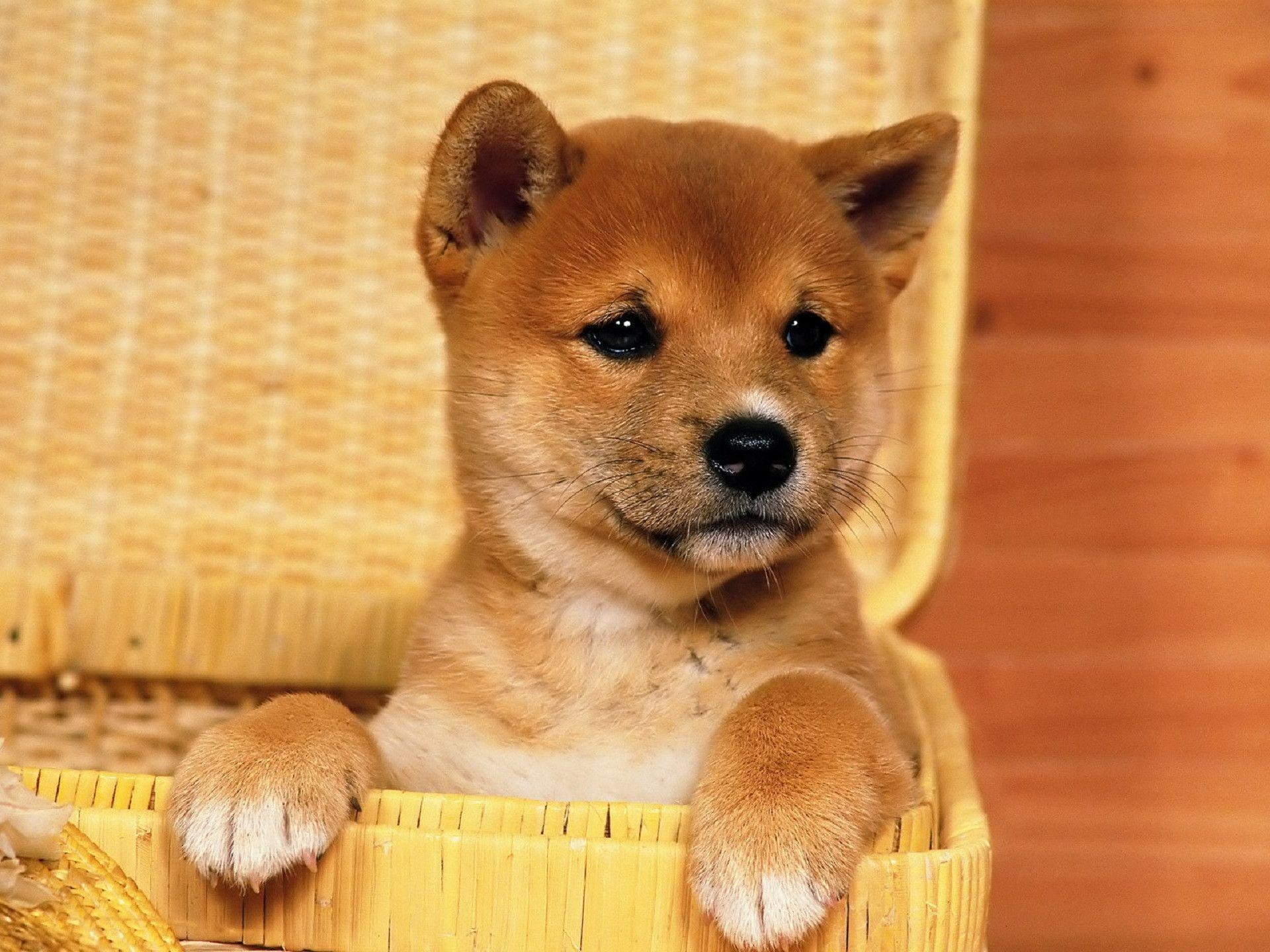 1920x1440 Pix For > Black Shiba Inu Wallpaper, Desktop