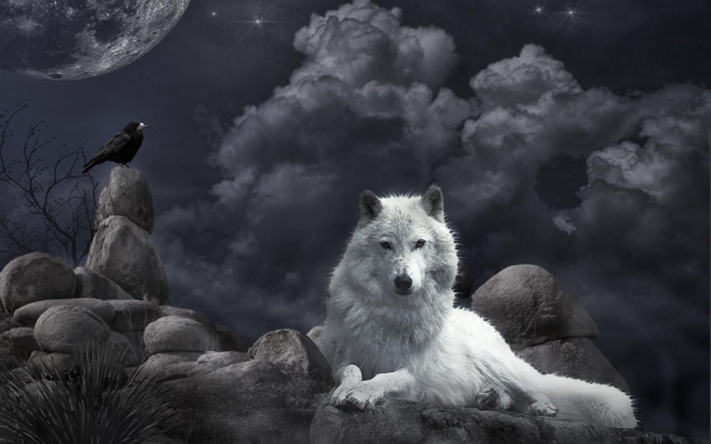 1440x900 White Wolf Wallpaper 112314 Best HD Wallpaper. Wallpaiper, Desktop