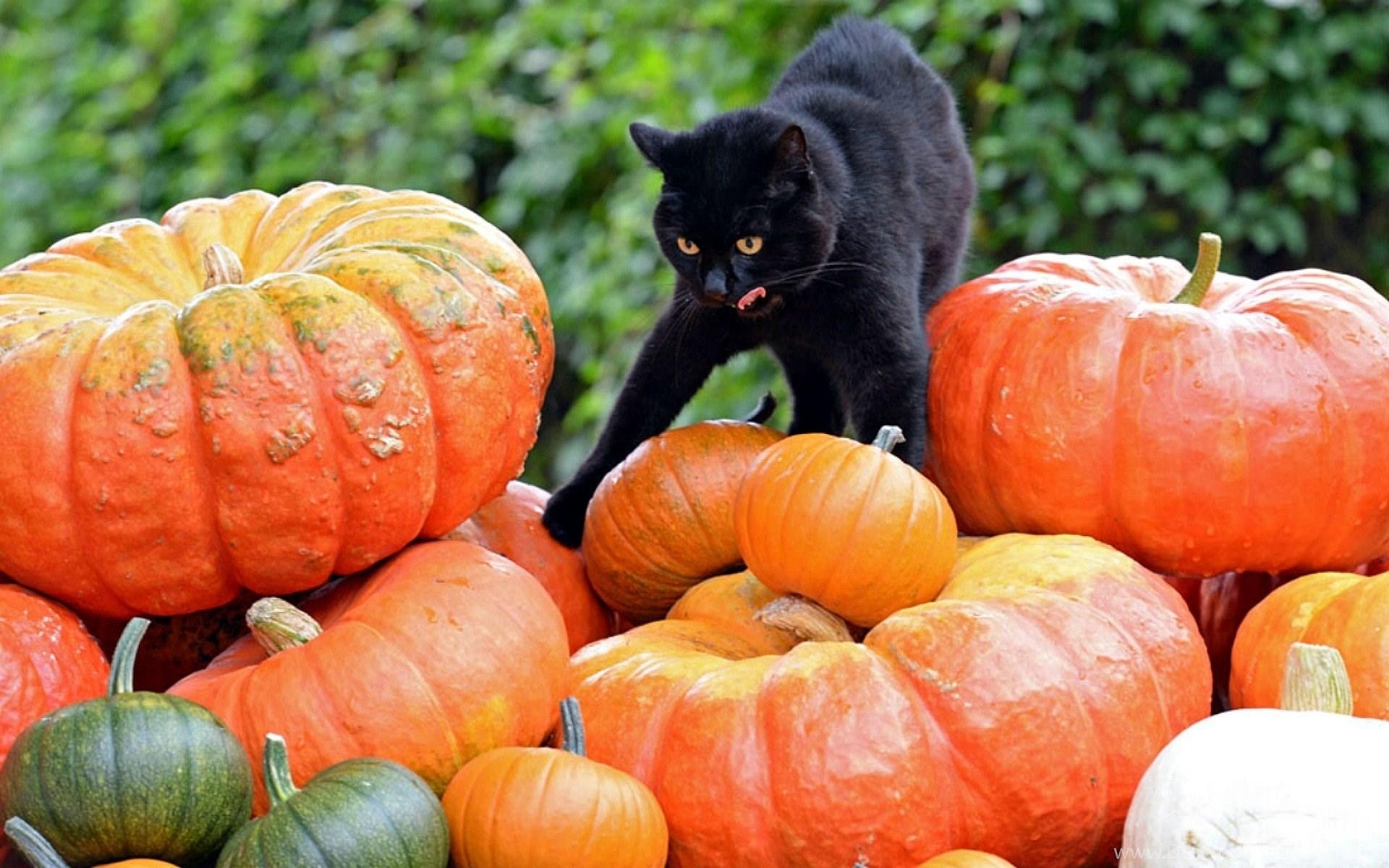 1920x1200 Cats: Checking Pumpkins Cat Animals Halloween Wallpaper, Desktop