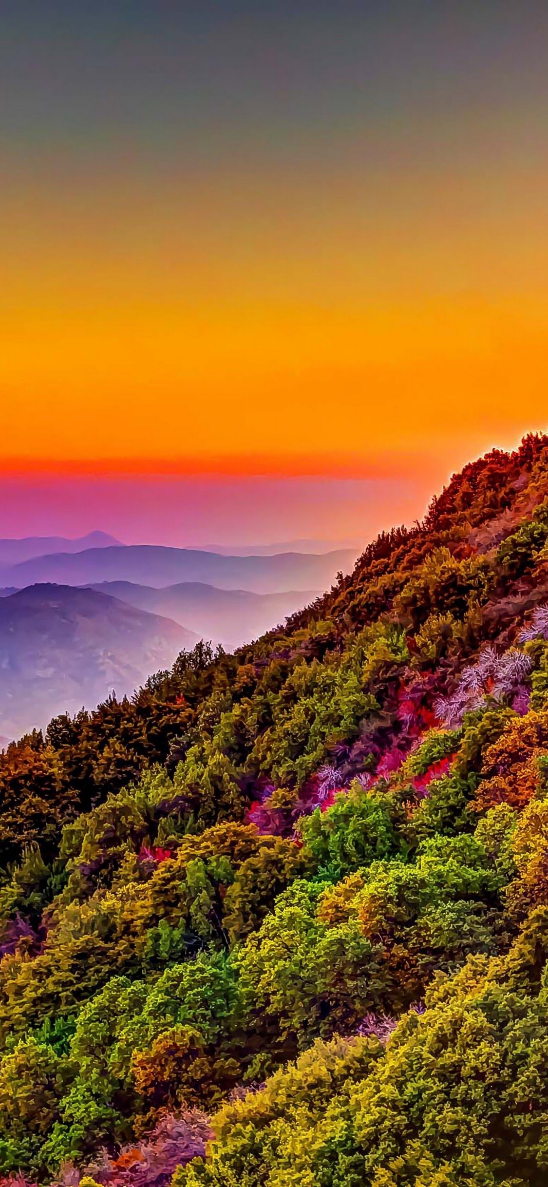 1130x2440 Mountain Colorful Forest Nature Sunset Scenery 4K Wallpaper, Phone