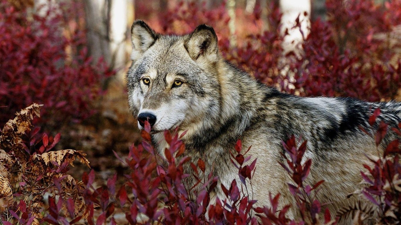 1370x770 Wolf Autumn Wildlife Wallpaper Wallpaper Download, Desktop