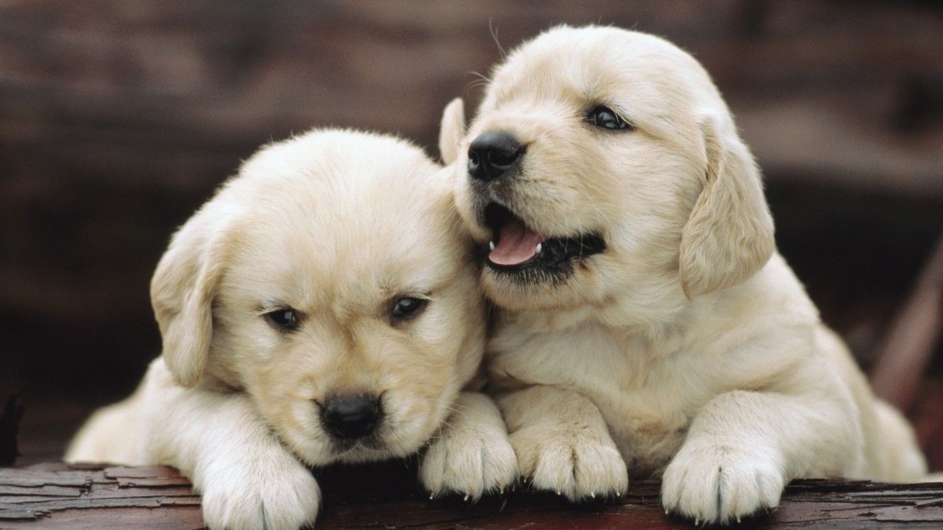 1370x770 Download  White Puppies, Dogs, Cute Wallpaper for Laptop, Notebook, Desktop