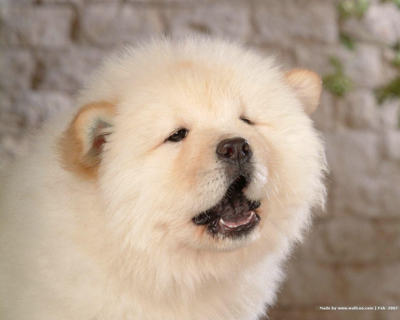 1280x1030 Fluffy Chow Chow Puppies wallpaper Chow puppy Picture, Desktop