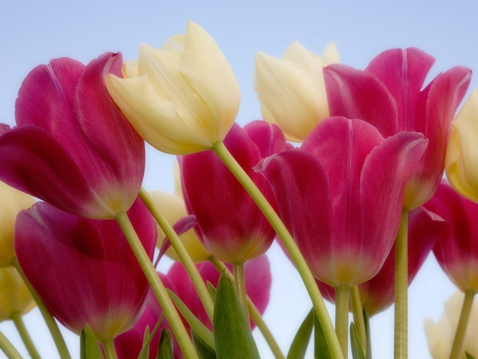 1600x1200 Tulips Flower Wallpaper For Your Desktop Background, Desktop