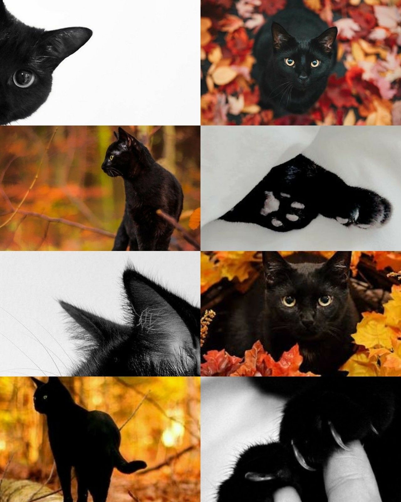 1280x1600 Black Cat Aesthetic Wallpaper, Phone