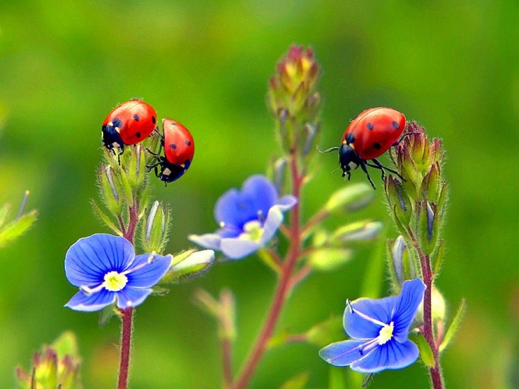 1030x770 ladybug picture. Free Ladybugs on Flowers Wallpaper, Desktop