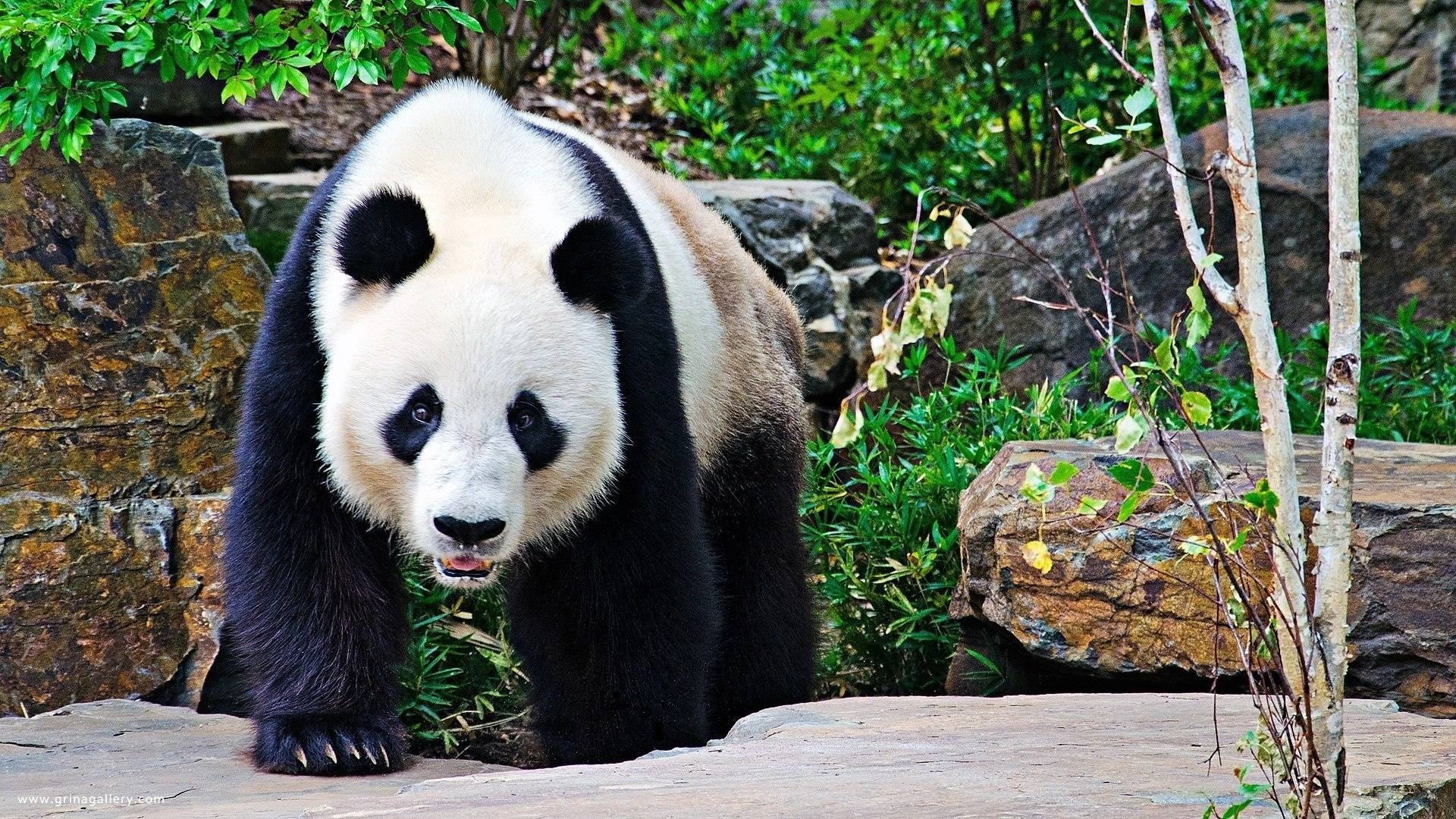 1920x1080 Panda bear wallpaper Wide or HD, Desktop