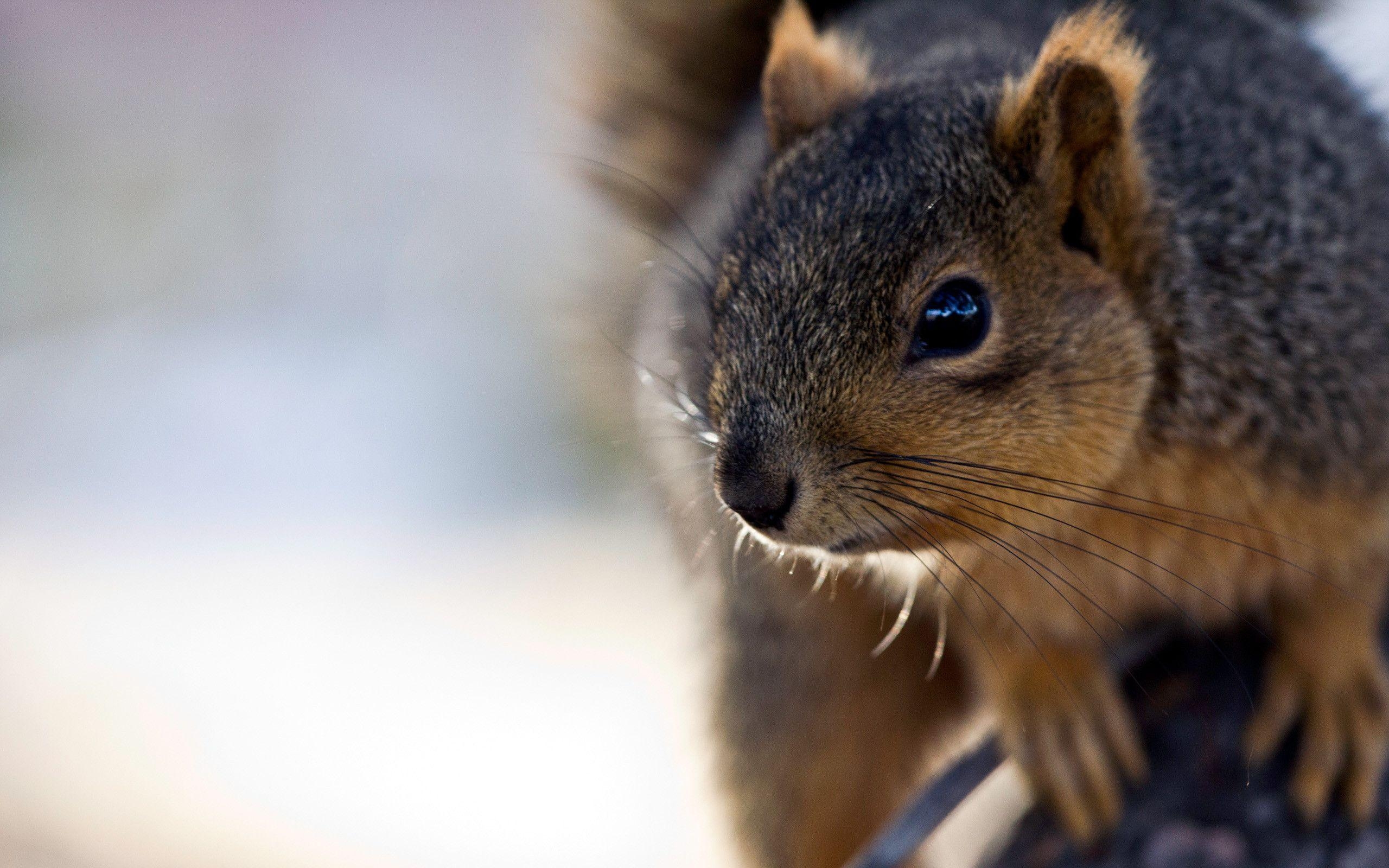 2560x1600 Squirrel wallpaper, Desktop