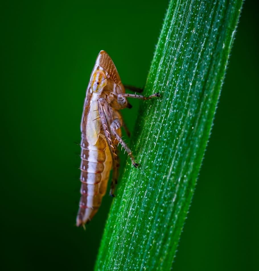 910x960 Leafhopper 1080P, 2K, 4K, 5K HD wallpaper free download, Phone