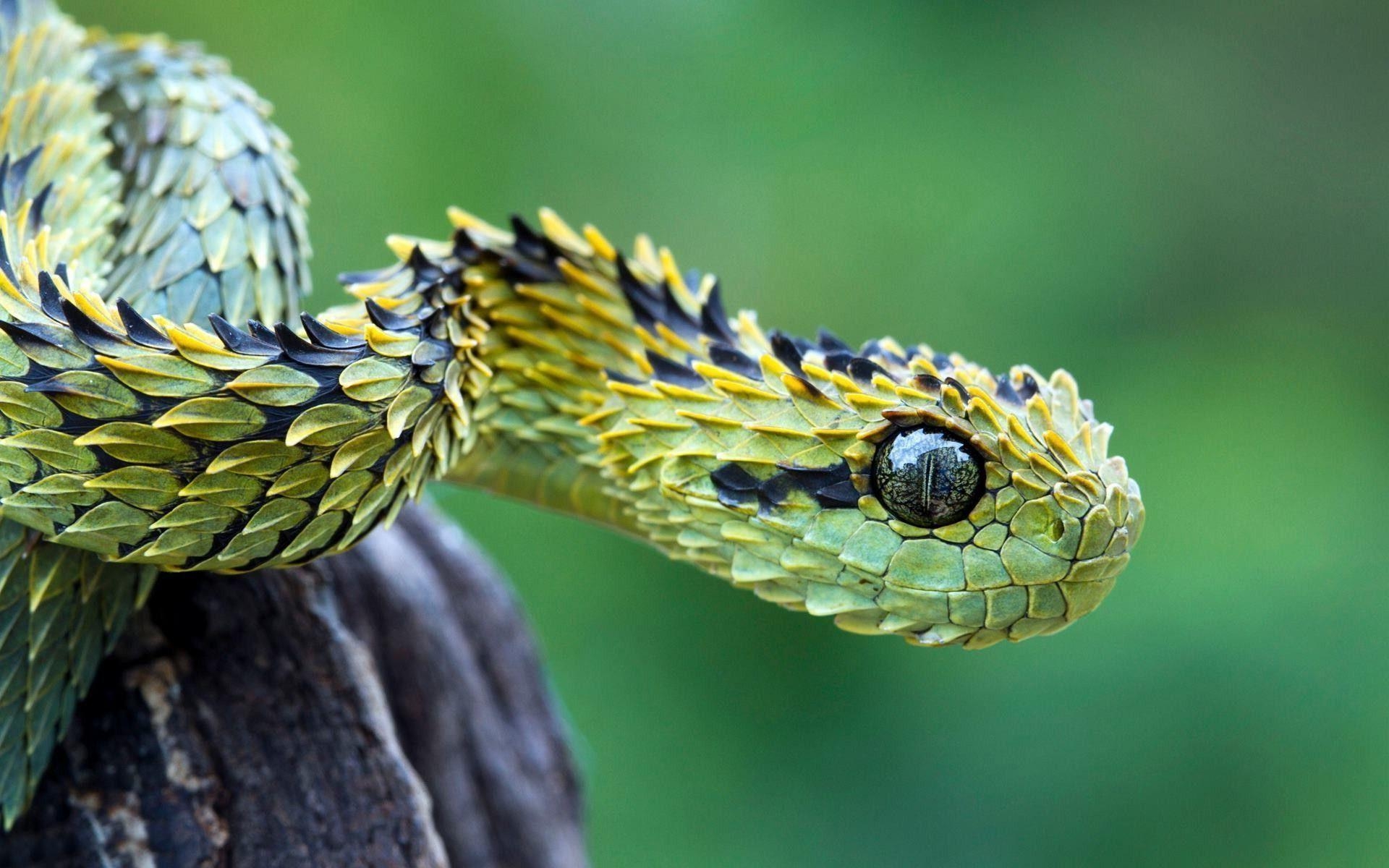 1920x1200 Bush viper snake Wallpaper, Desktop