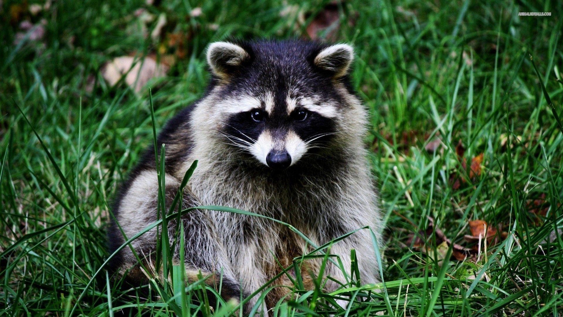 1920x1080 Raccoon Wallpaper background picture, Desktop