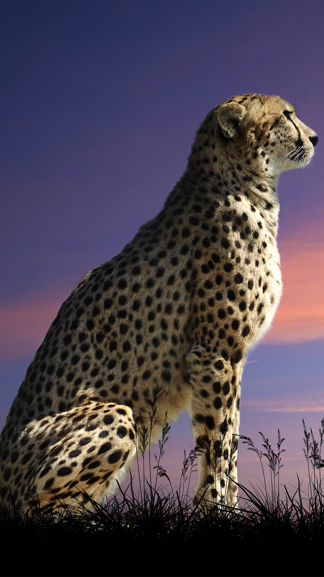 1080x1920 Beautiful Cheetah iPhone 6S Plus Wallpaper​-Quality Free Image and Transparent PNG Clipart, Phone