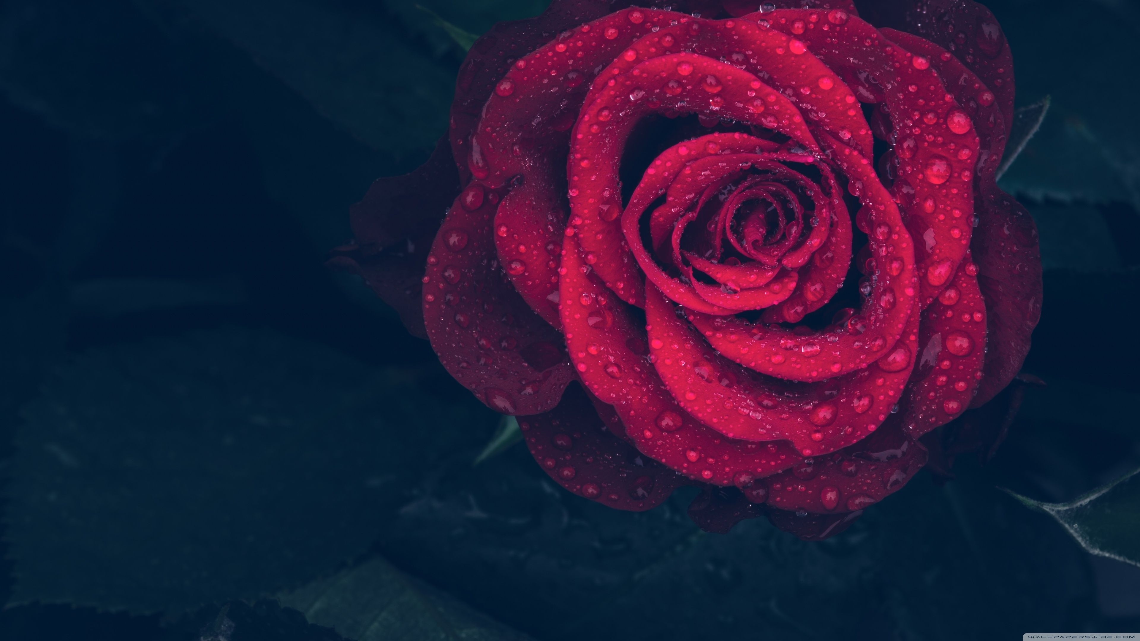 3840x2160 Red Rose with Water Drops Ultra HD Desktop Background Wallpaper for: Widescreen & UltraWide Desktop & Laptop, Multi Display, Dual & Triple Monitor, Tablet, Desktop