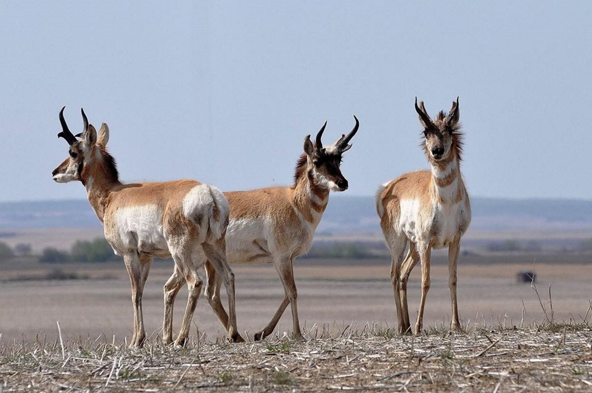 2000x1330 Free of antelope, grazing, pronghorn, Desktop