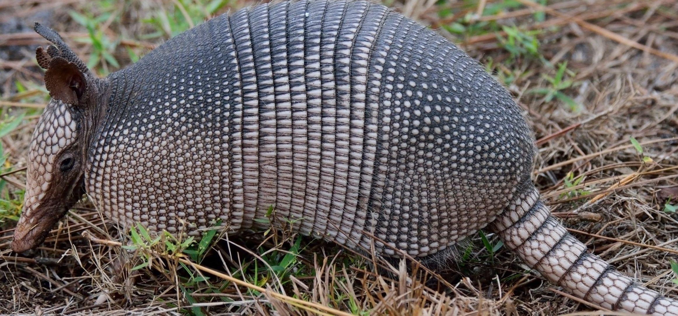 2330x1090 Armadillo Wallpaper. Armadillo, Dual Screen