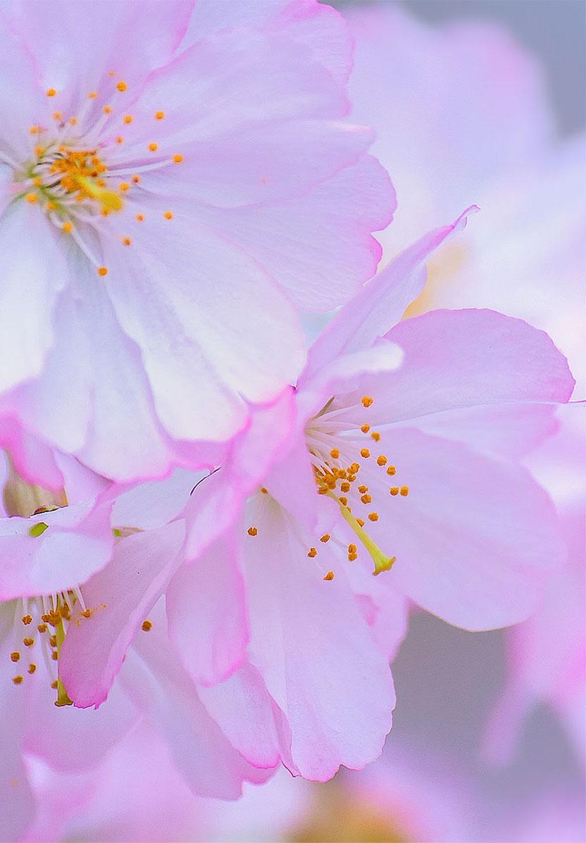 840x1200 Free Cherry Blossom Wallpaper, Phone