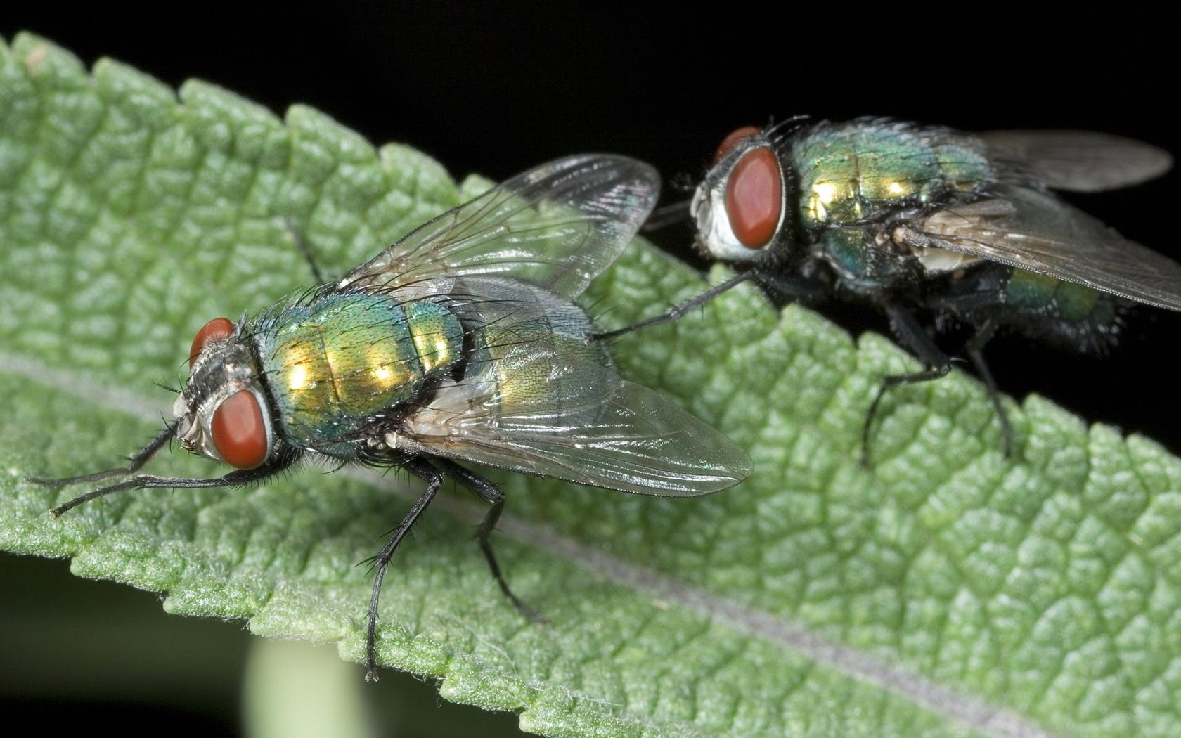 1680x1050 Greenbottle Fly Testing The Waters Insects Wallpaper, Desktop